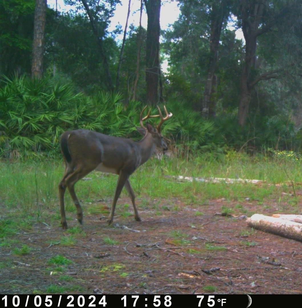 0 SE 464C HWY, OCKLAWAHA, FL, 32179