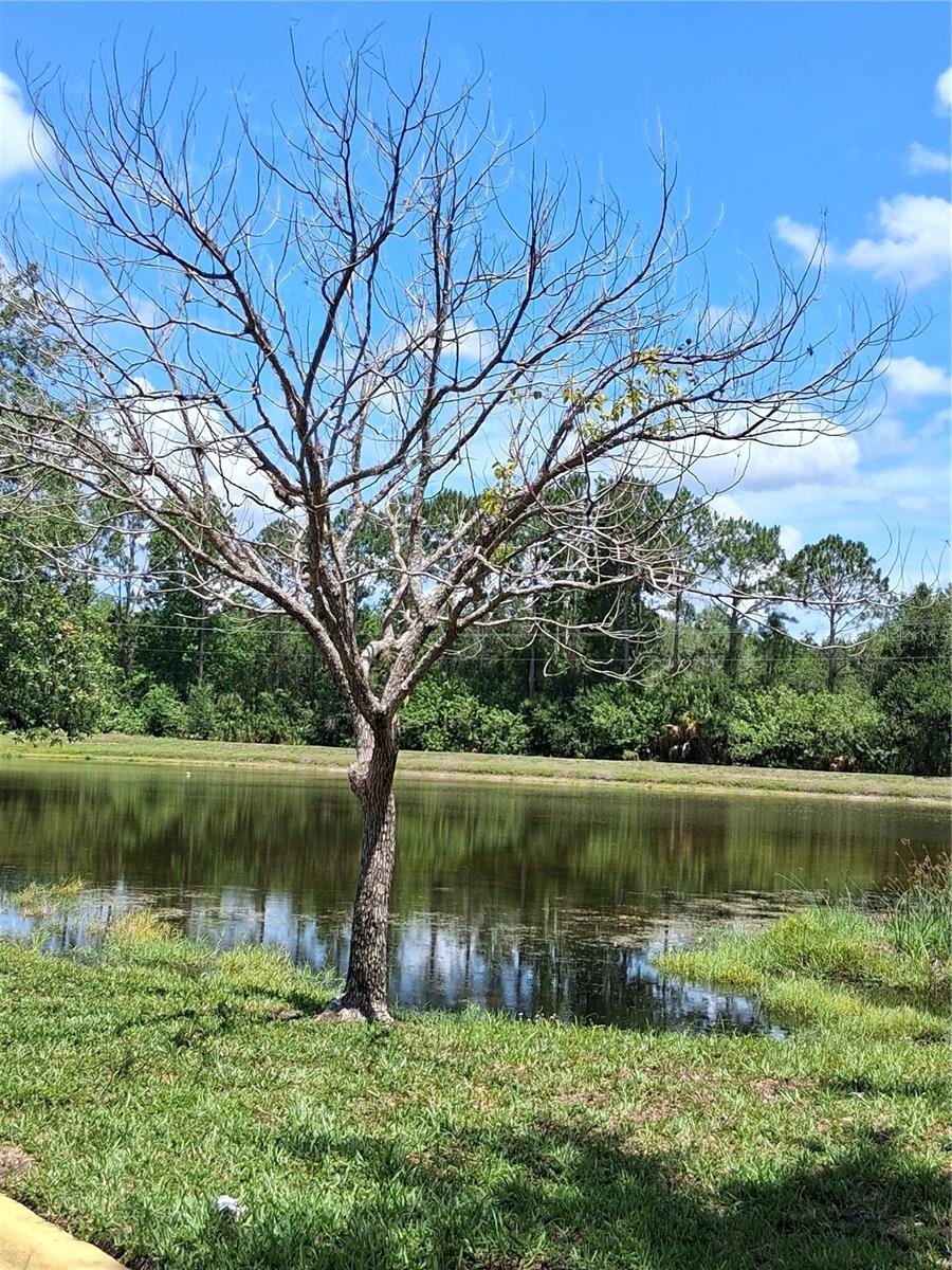 9020 LAKE CHASE ISLAND WAY #9020, TAMPA, FL, 33626