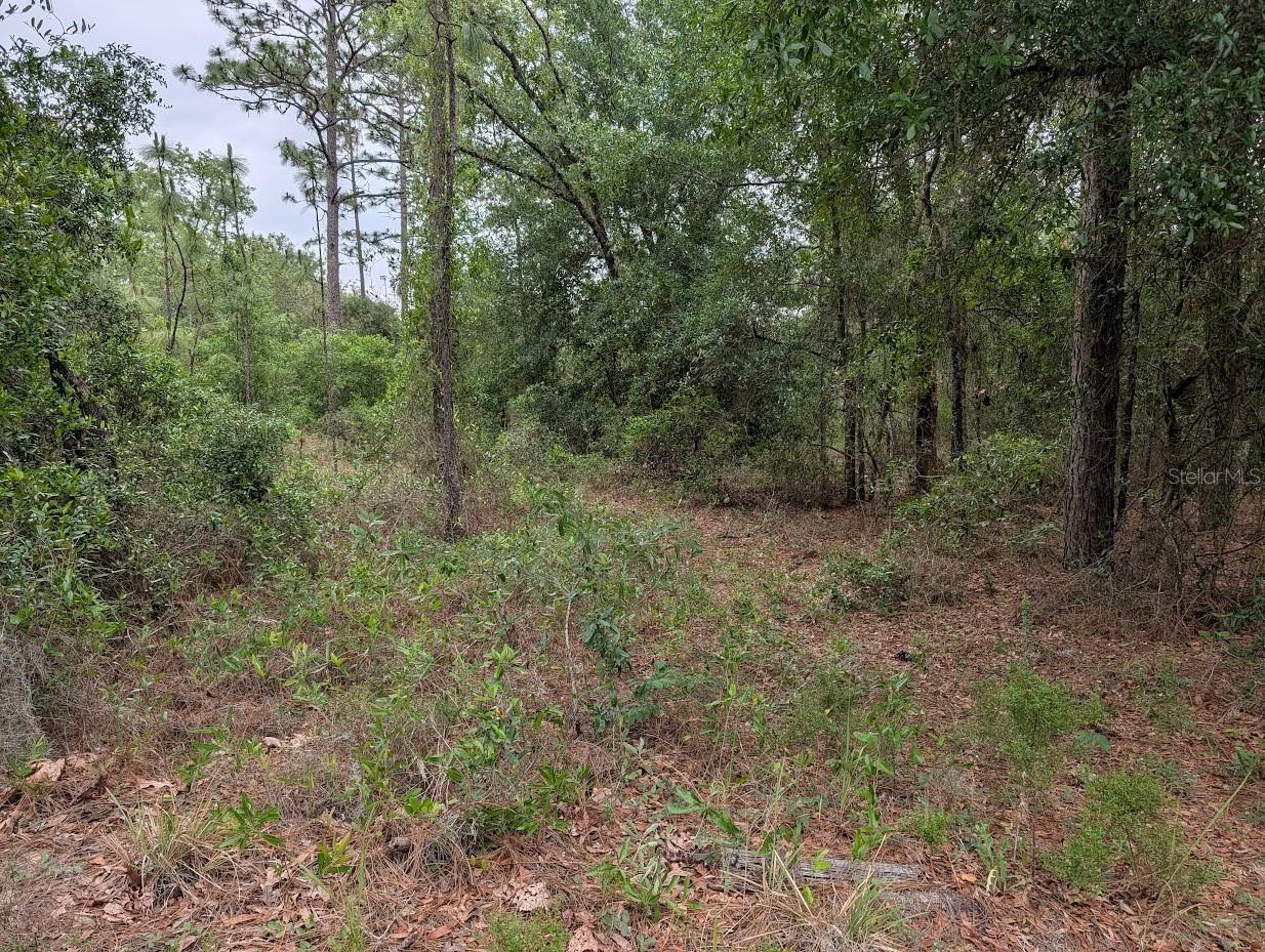 SW HALF MOON DR, DUNNELLON, FL, 34431