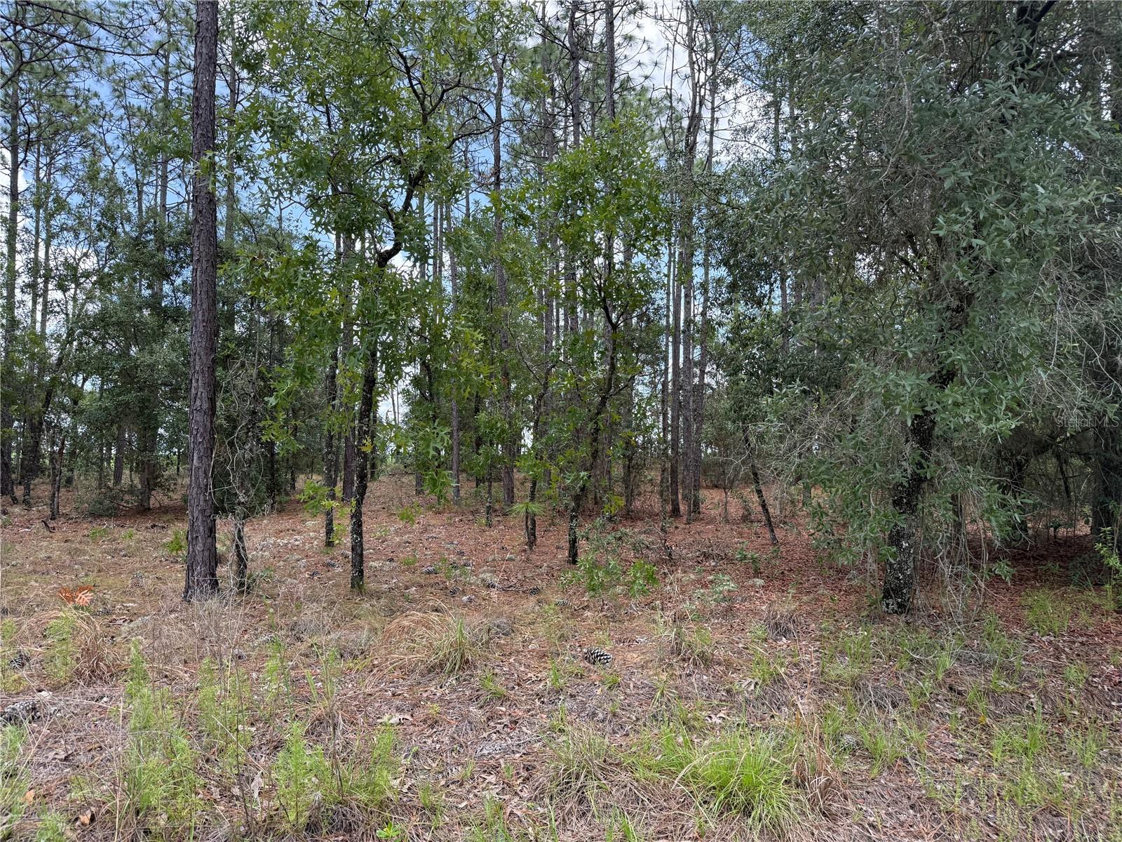 NW BUENA VISTA RD, DUNNELLON, FL, 34431