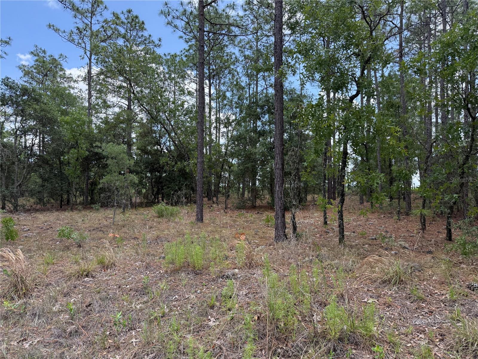 NW BUENA VISTA RD, DUNNELLON, FL, 34431