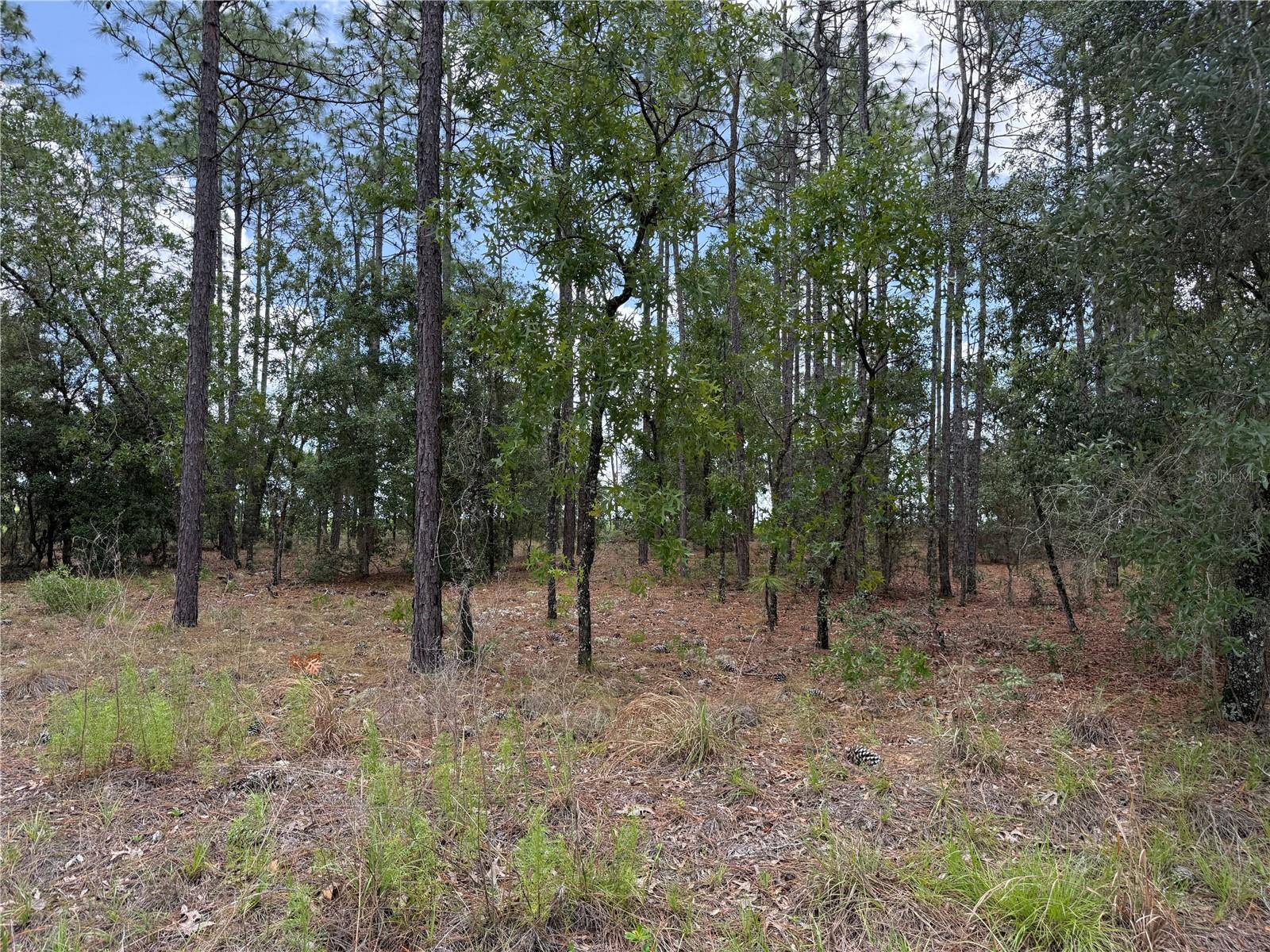 NW BUENA VISTA RD, DUNNELLON, FL, 34431