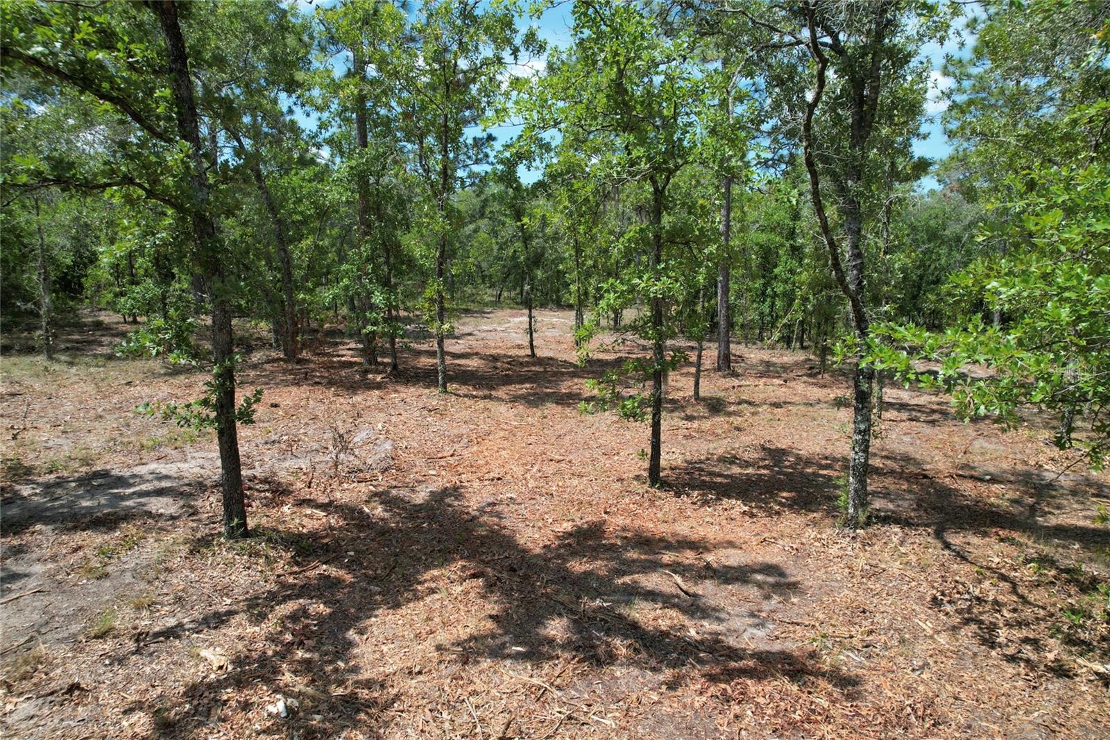 SE 53RD LN, MORRISTON, FL, 32668