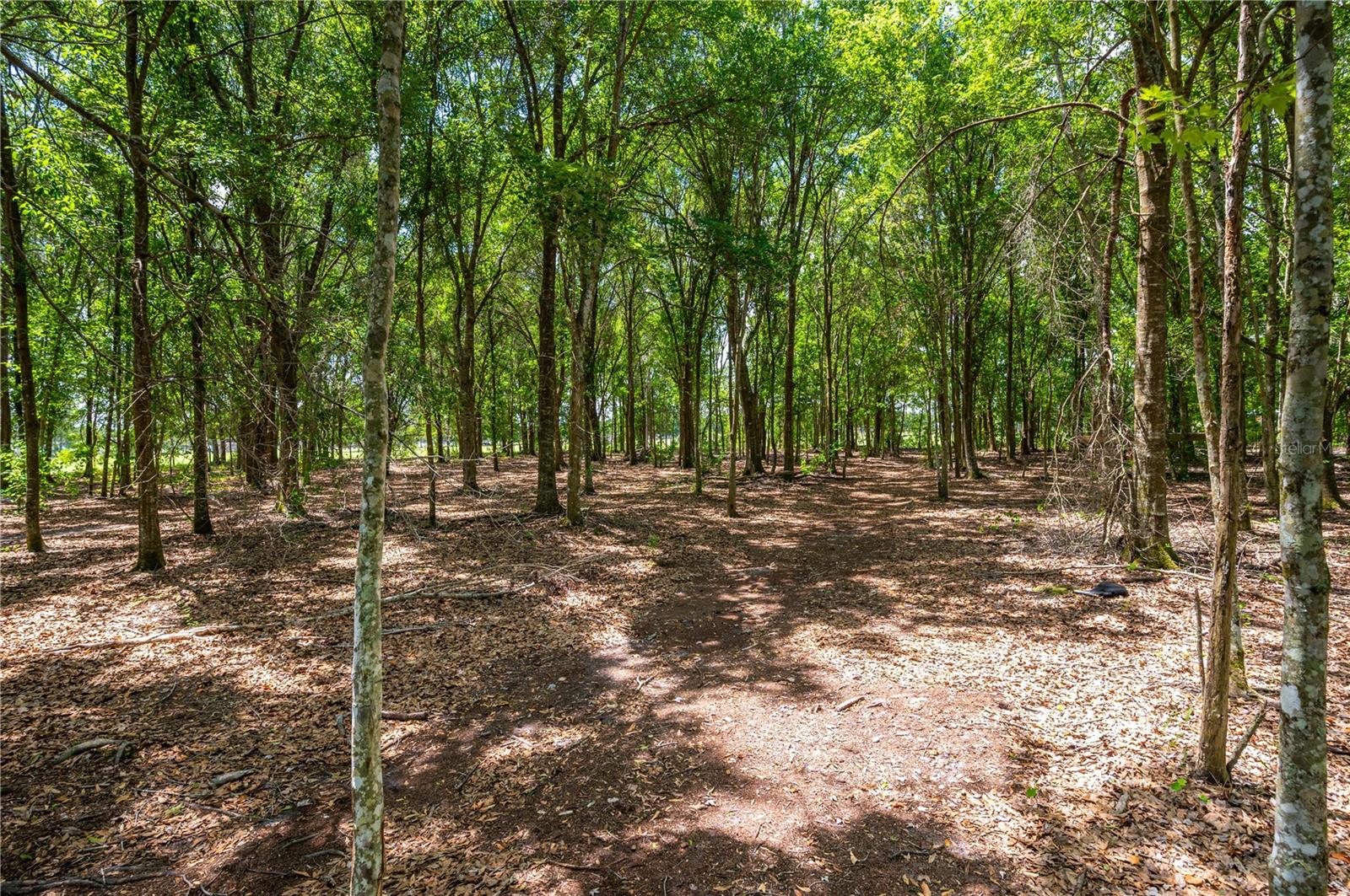15079 BRAHMA RD, POLK CITY, FL, 33868