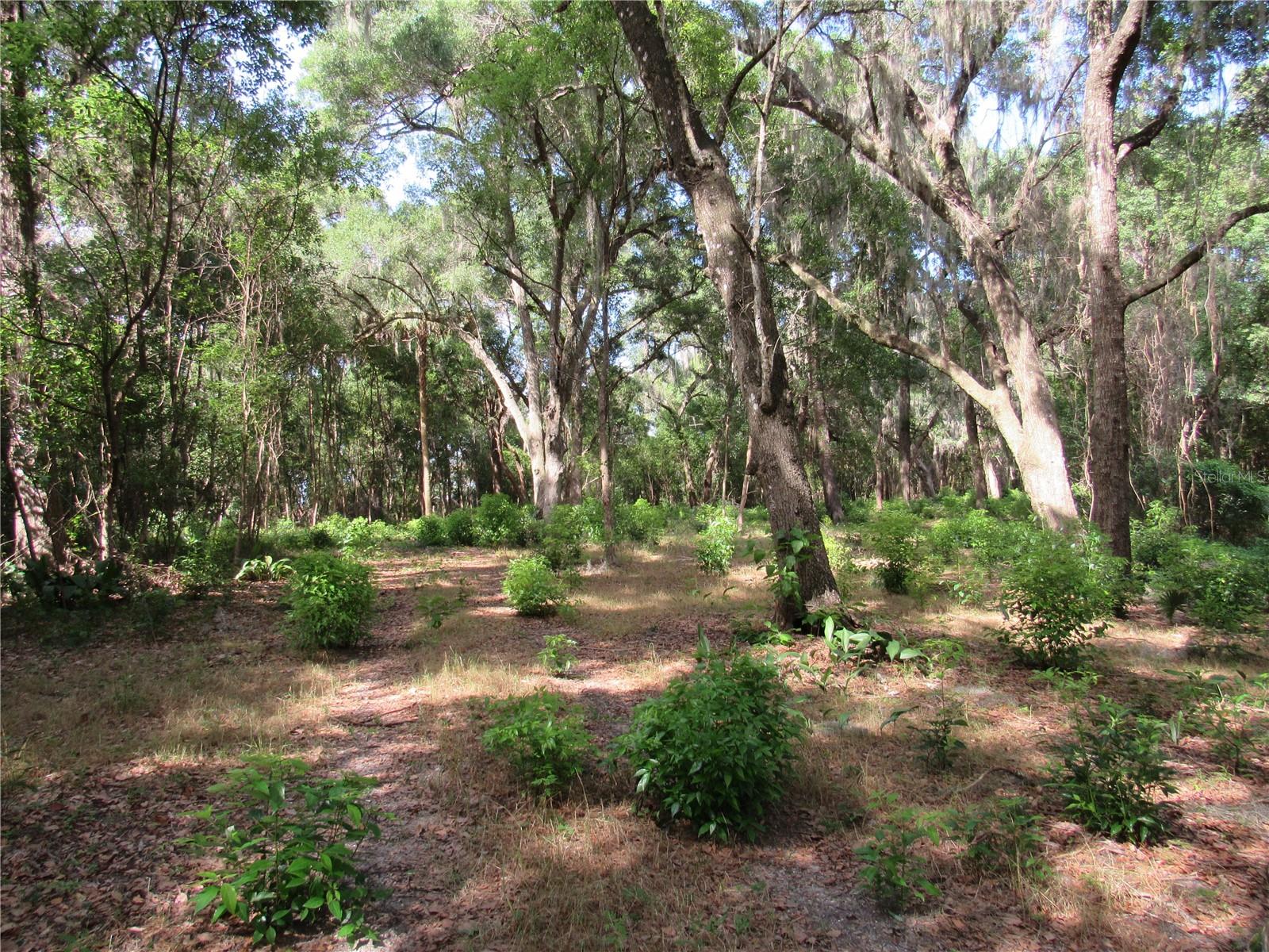 OAK VALLEY DR, DELAND, FL, 32720