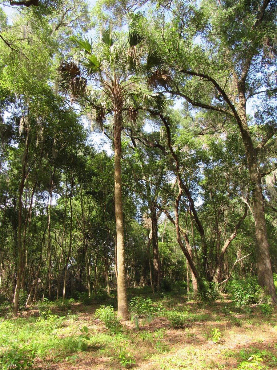 OAK VALLEY DR, DELAND, FL, 32720