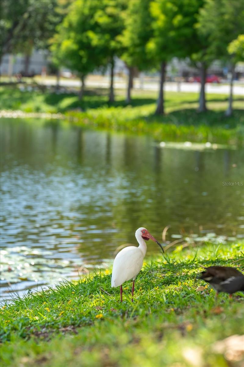 132 MIRROR LAKE #403, ST PETERSBURG, FL, 33701