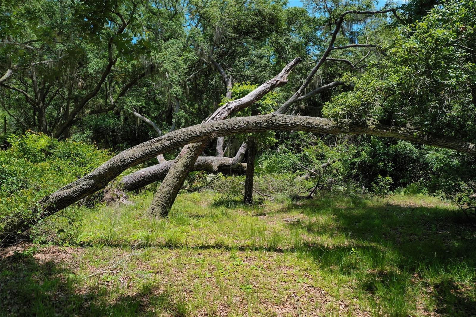 3296 N OLD DIXIE HWY, BUNNELL, FL, 32110