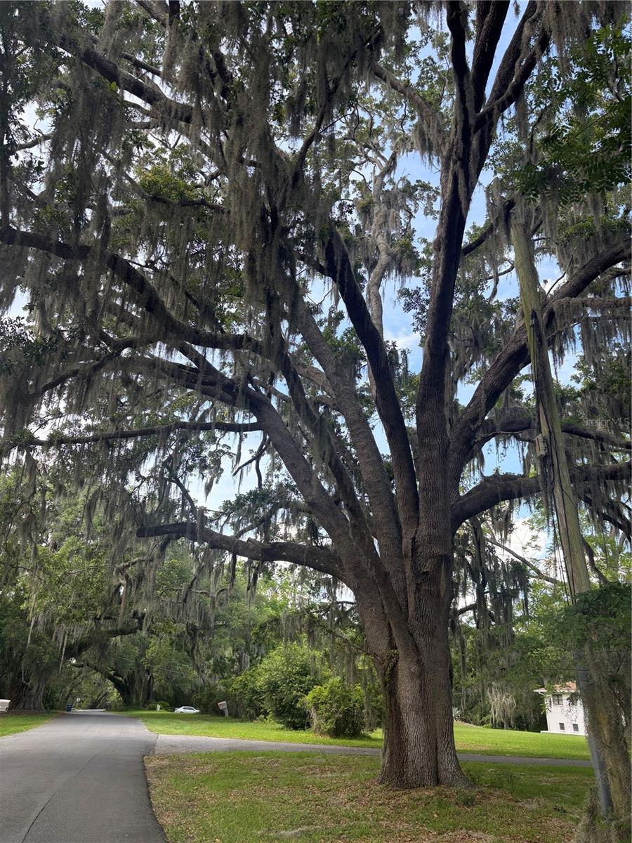 MILDRED AVE, BROOKSVILLE, FL, 34601