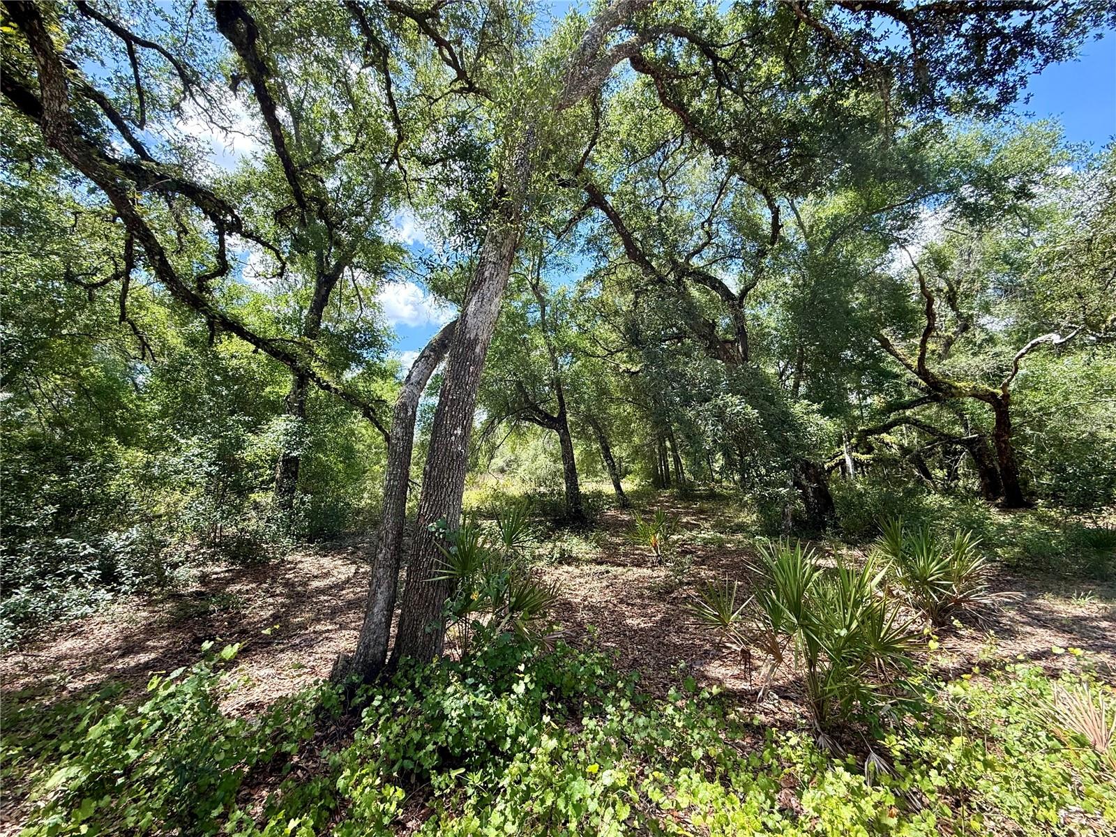 LONG CIR, WEBSTER, FL, 33597