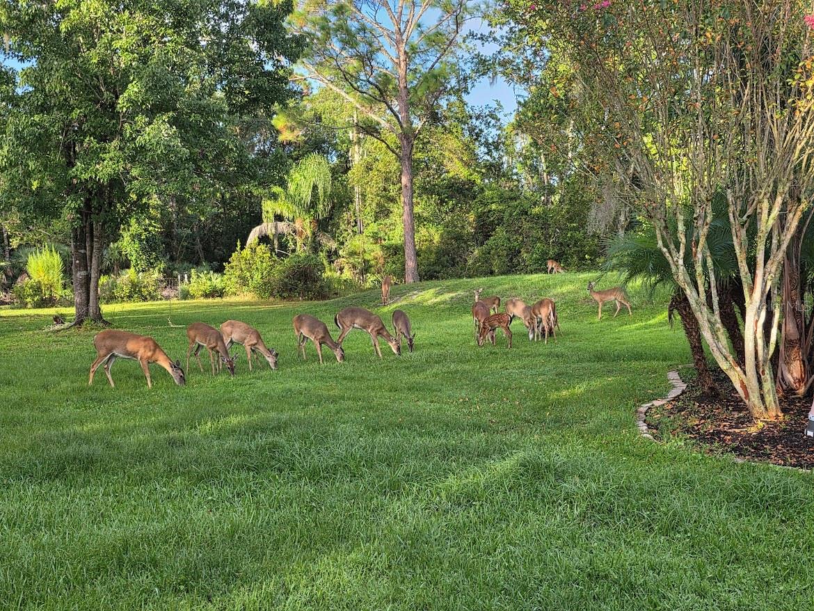 2461 WASSUM TRL, OVIEDO, FL, 32766