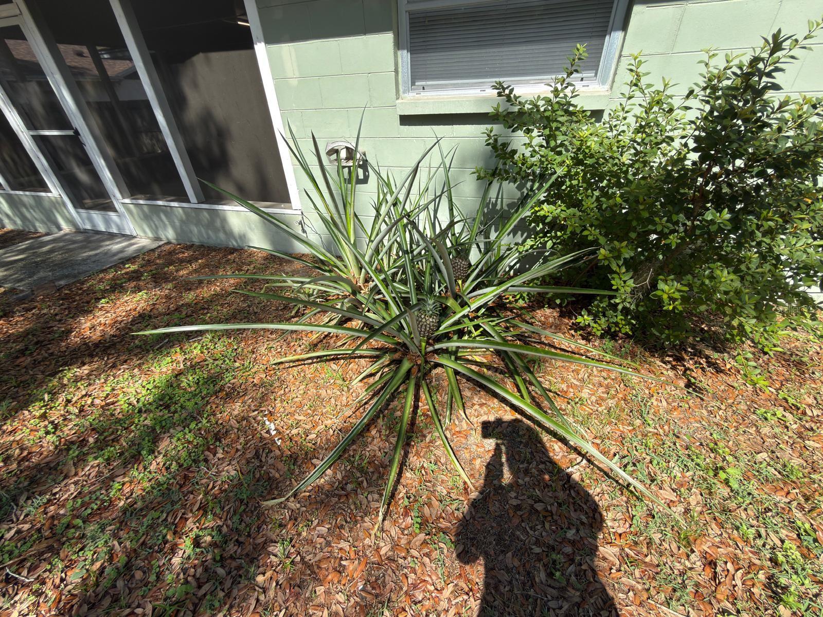 2209 BOXWOOD WAY, BRANDON, FL, 33511