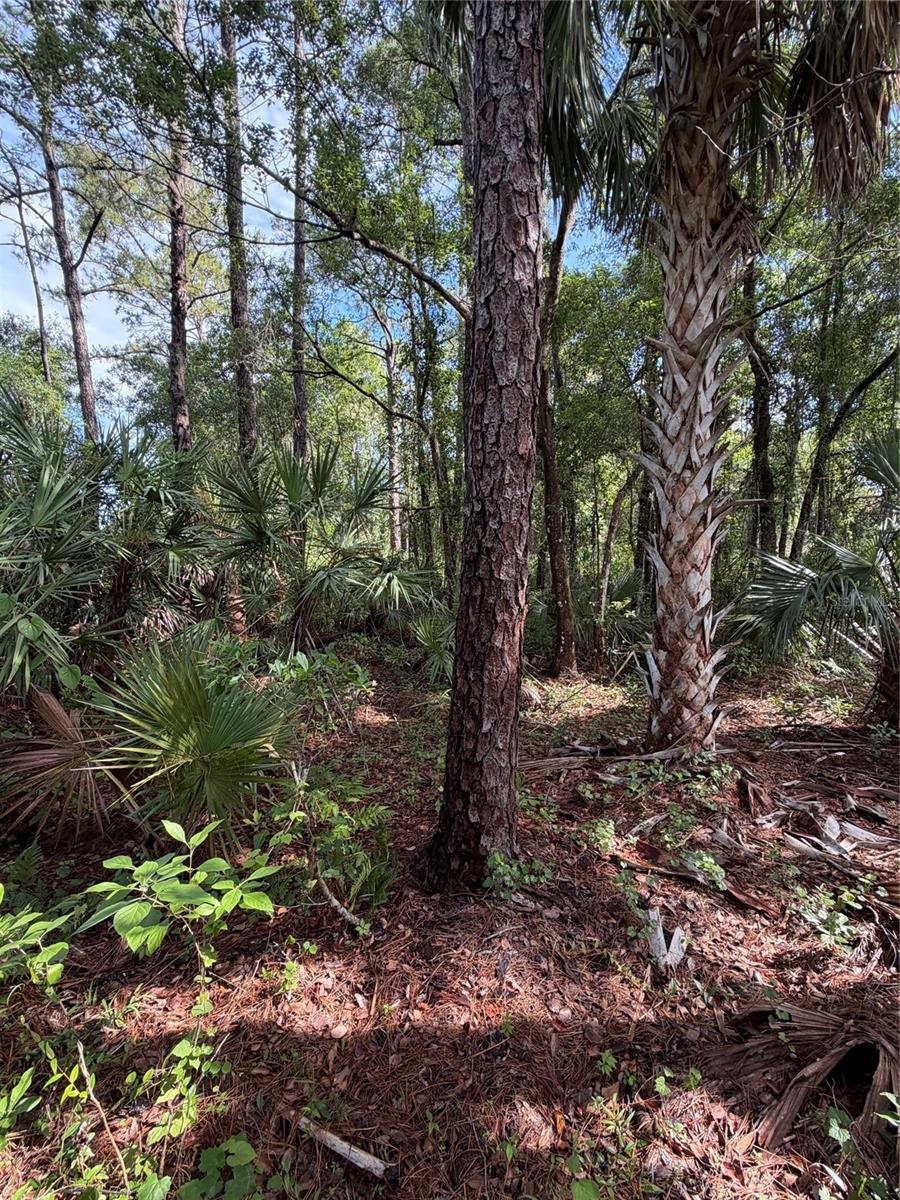 1340 JAYCE CT, GENEVA, FL, 32732