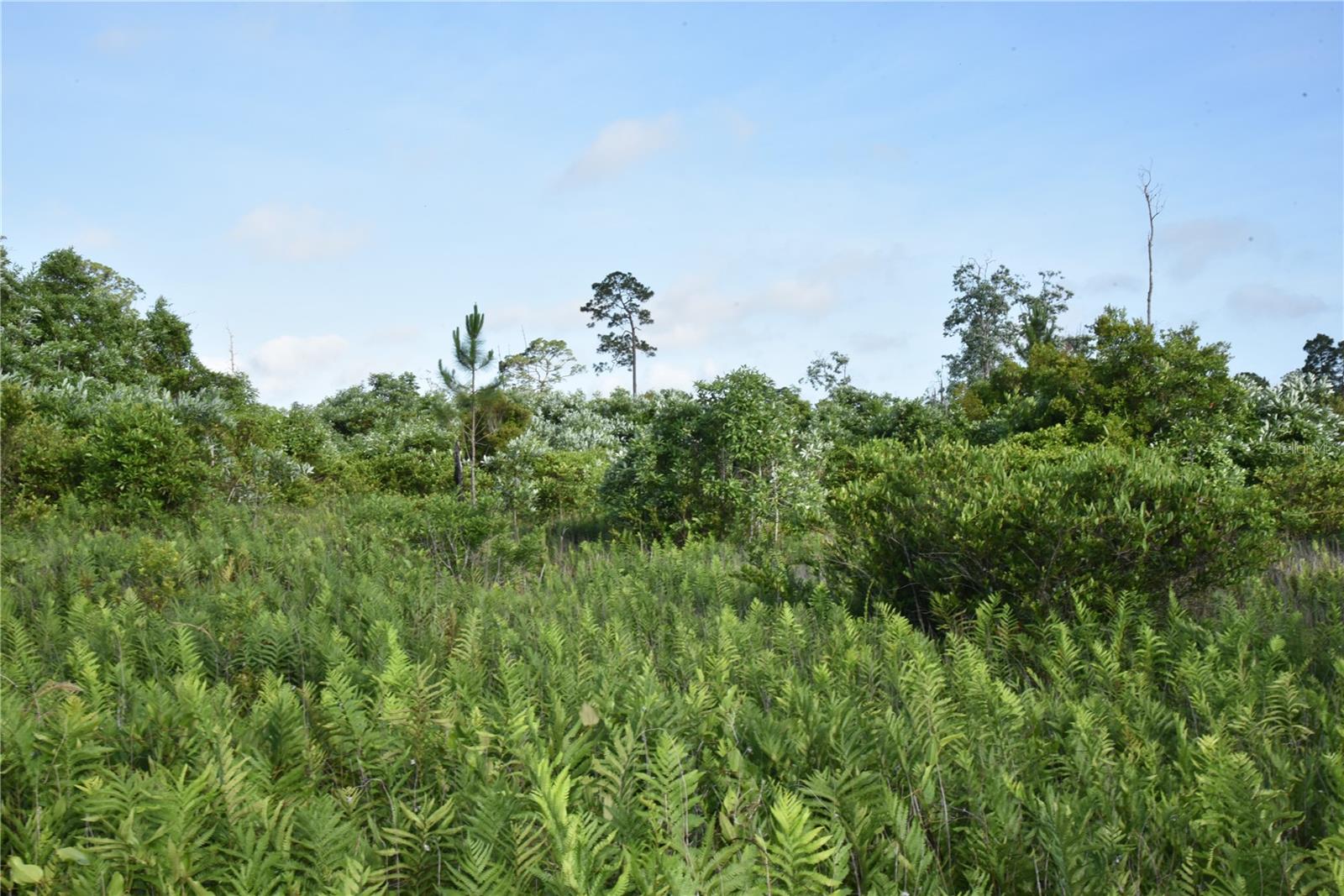 22370 NE 130TH AVE, FORT MC COY, FL, 32134