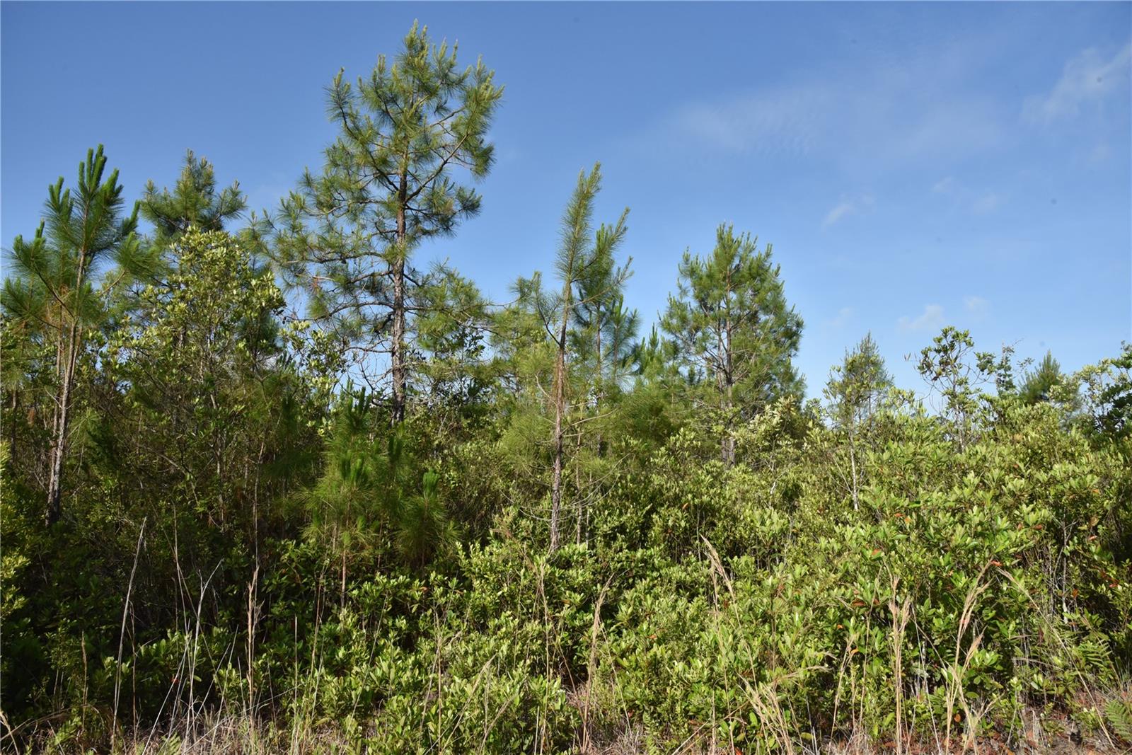 22370 NE 130TH AVE, FORT MC COY, FL, 32134