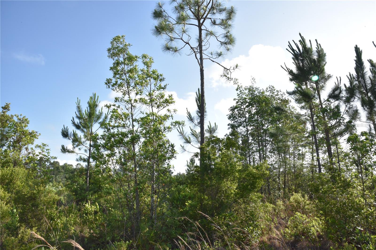 22370 NE 130TH AVE, FORT MC COY, FL, 32134