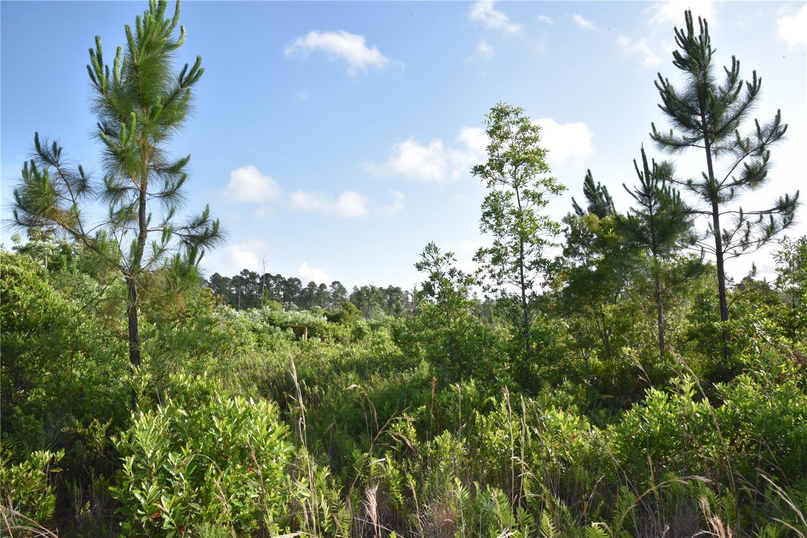 22370 NE 130TH AVE, FORT MC COY, FL, 32134