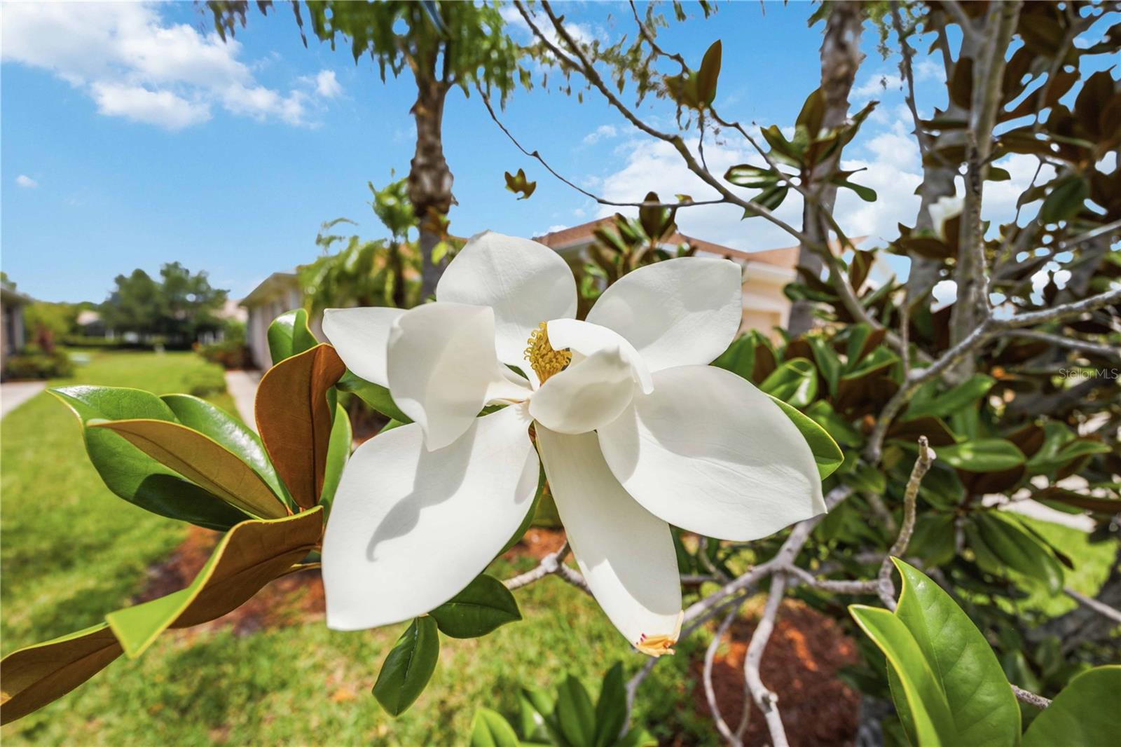 4249 LENOX BLVD, VENICE, FL, 34293