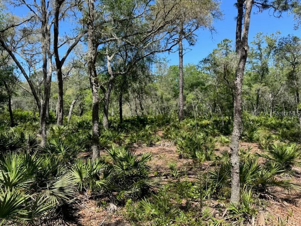 CITADEL DR, WEBSTER, FL, 33597