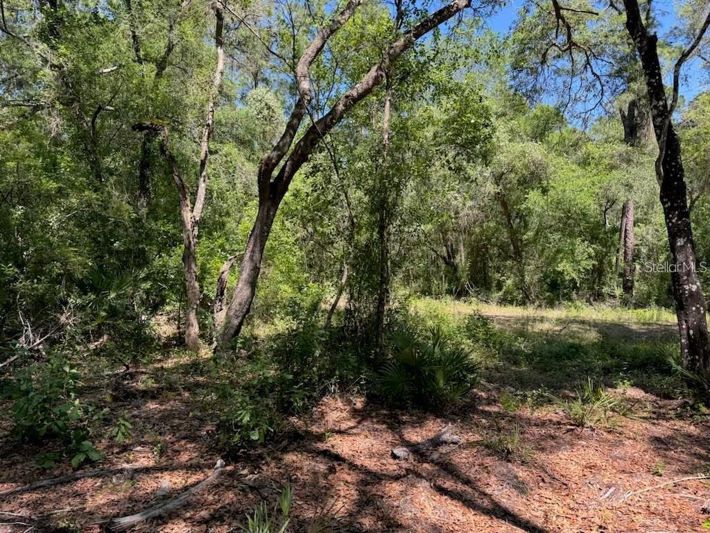CITADEL DR, WEBSTER, FL, 33597