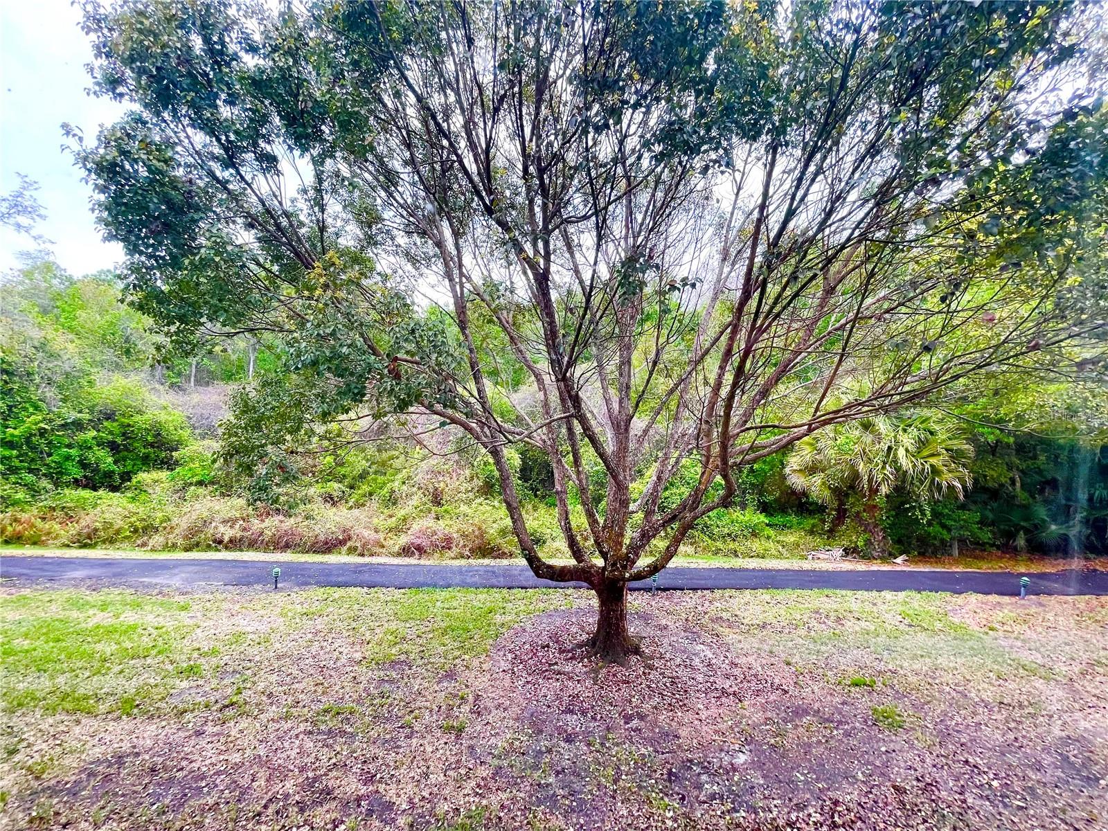 1182 PINE RIDGE CIR W #C-2, TARPON SPRINGS, FL, 34688