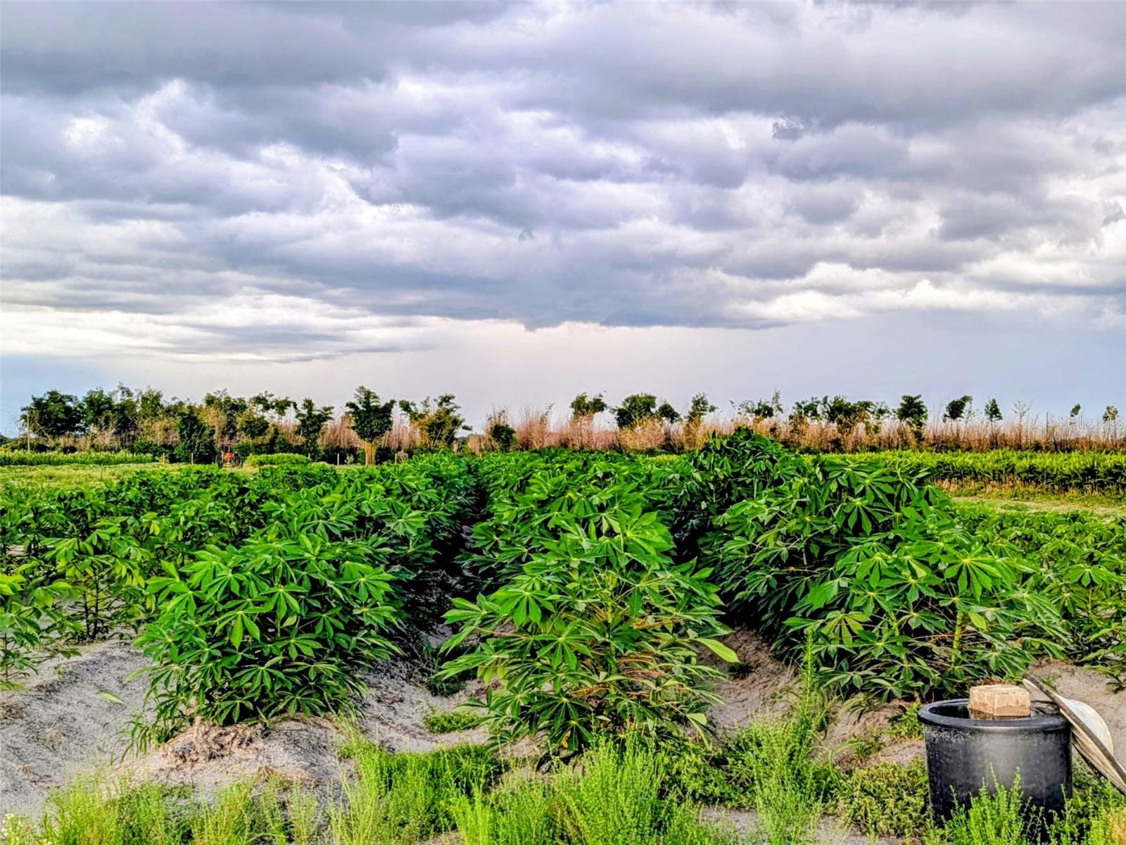 TOM BRYAN RD, ZOLFO SPRINGS, FL, 33890