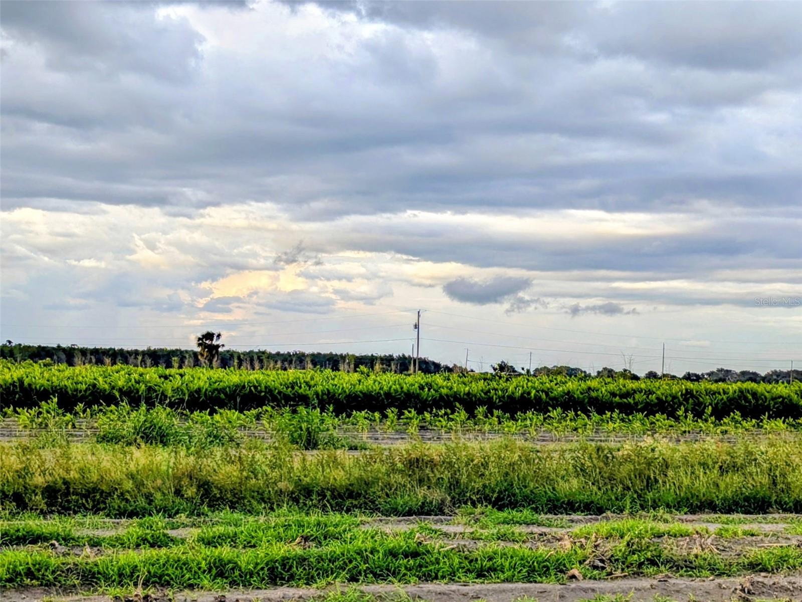 TOM BRYAN RD, ZOLFO SPRINGS, FL, 33890