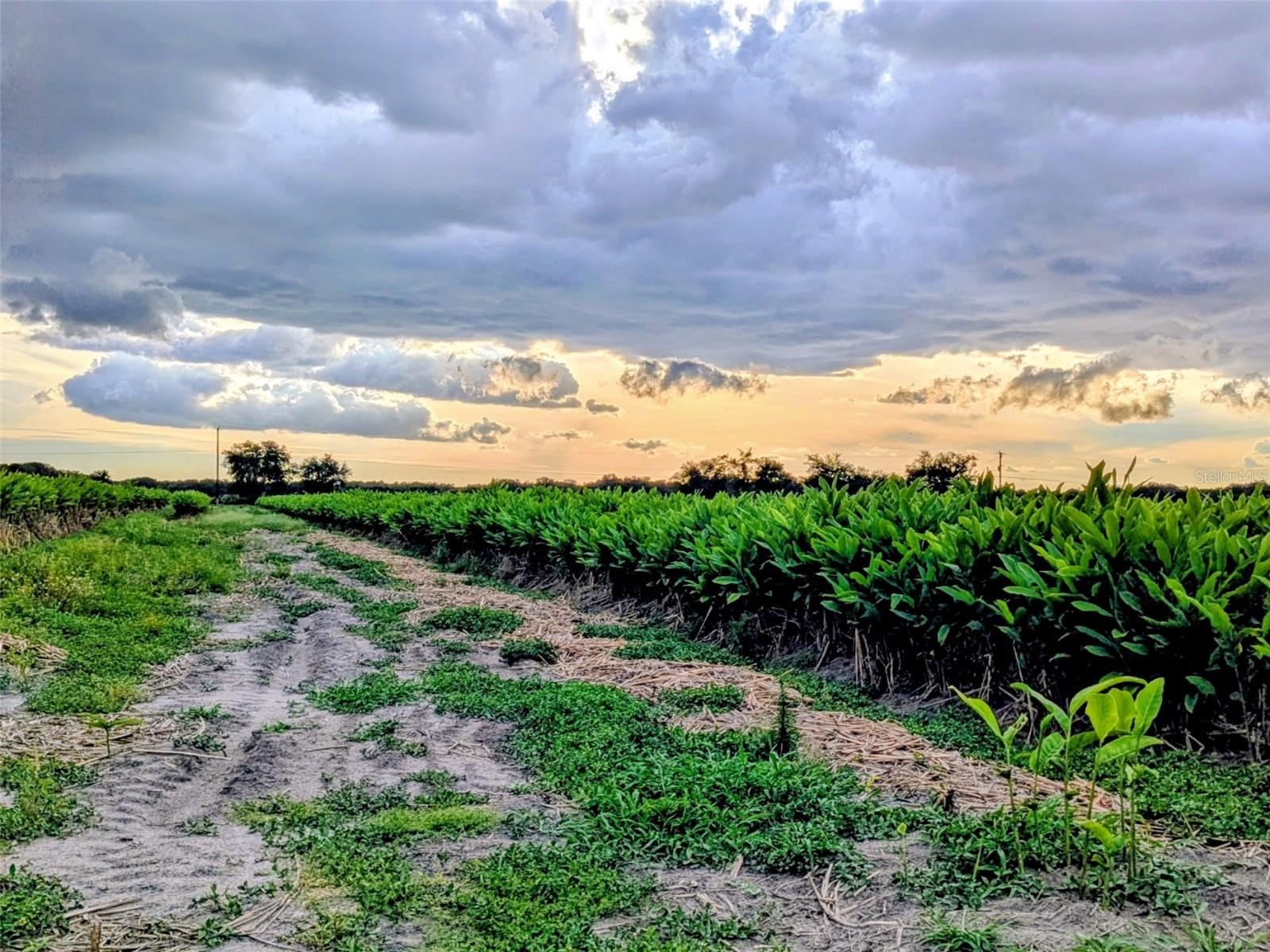 TOM BRYAN RD, ZOLFO SPRINGS, FL, 33890