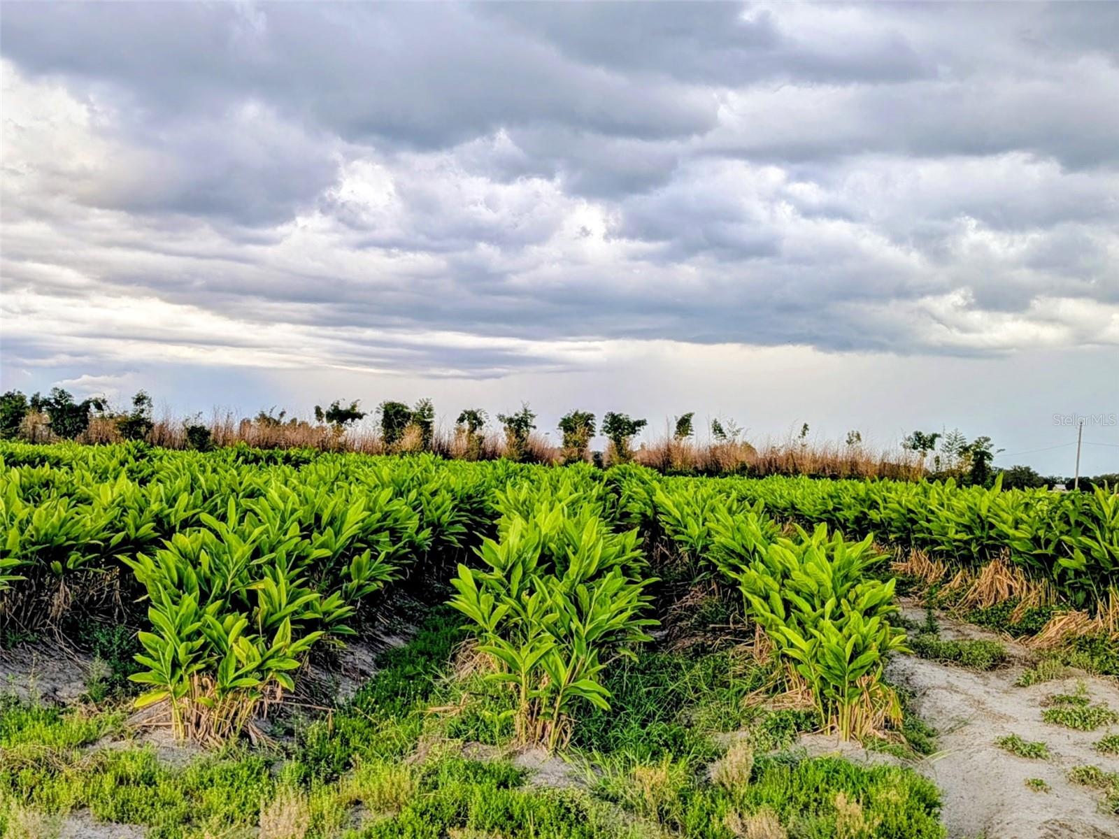TOM BRYAN RD, ZOLFO SPRINGS, FL, 33890