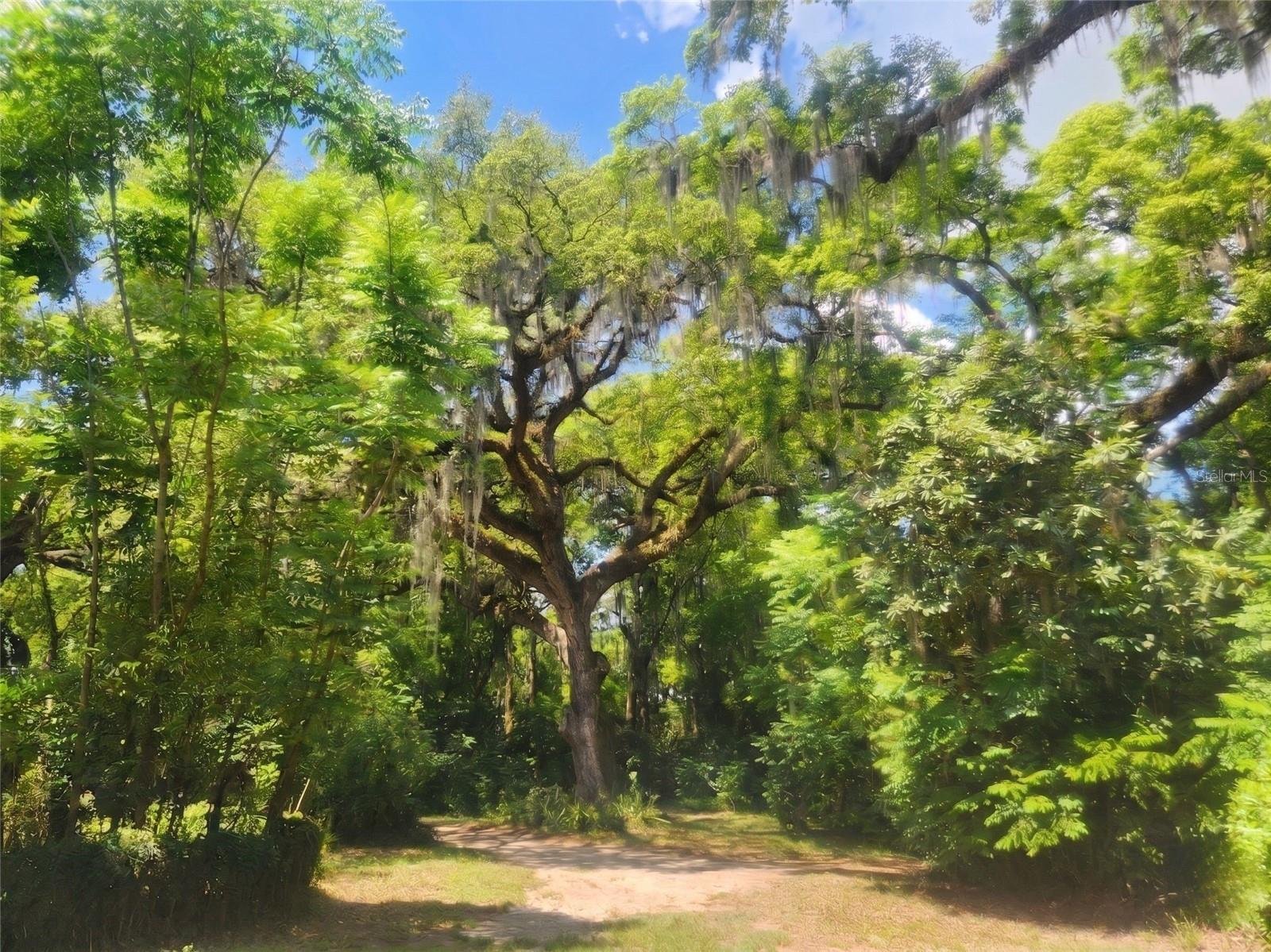 1985 NE 97TH STREED RD, ANTHONY, FL, 32617