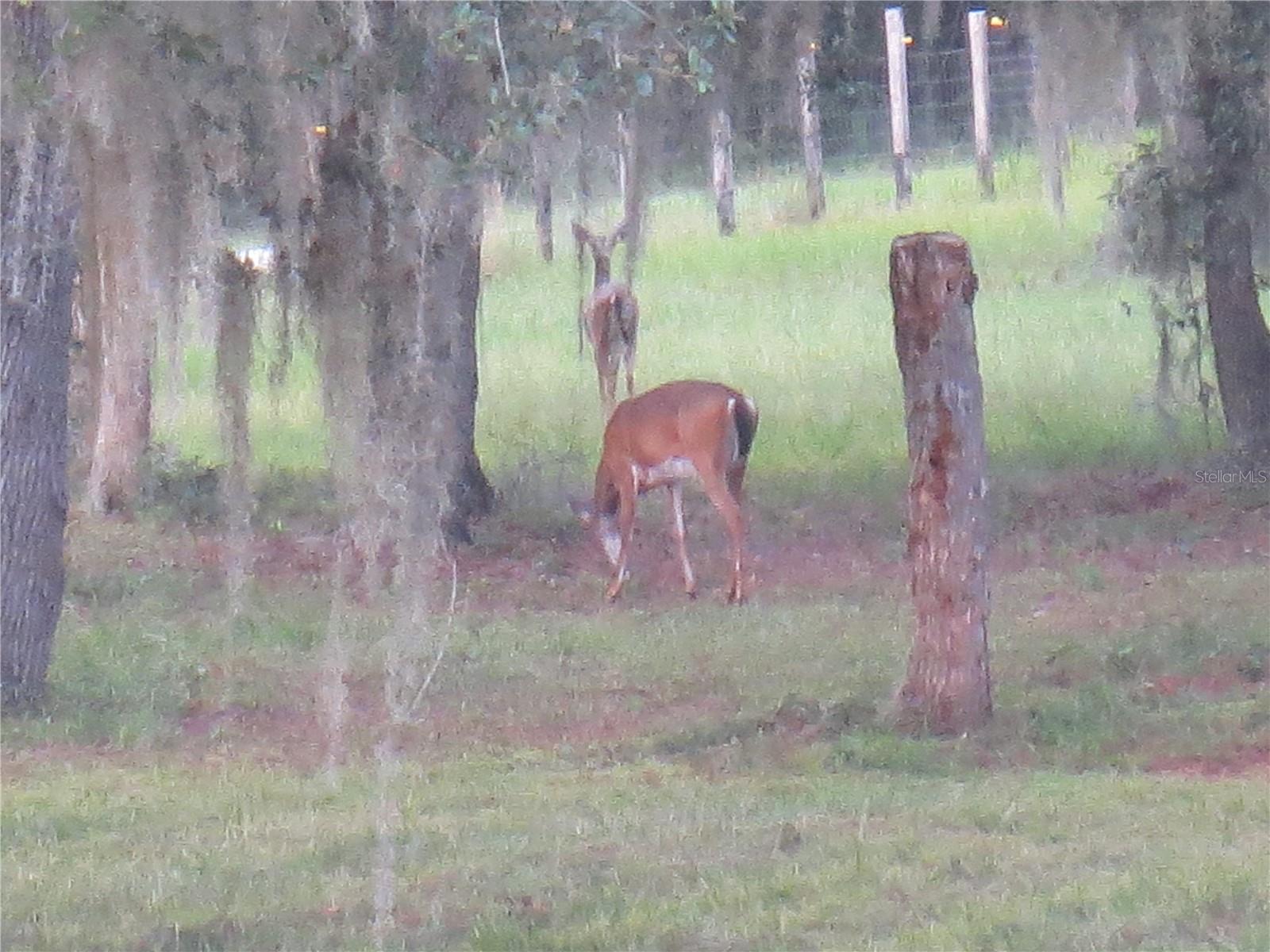 5995 SE 183RD AVENUE RD, OCKLAWAHA, FL, 32179