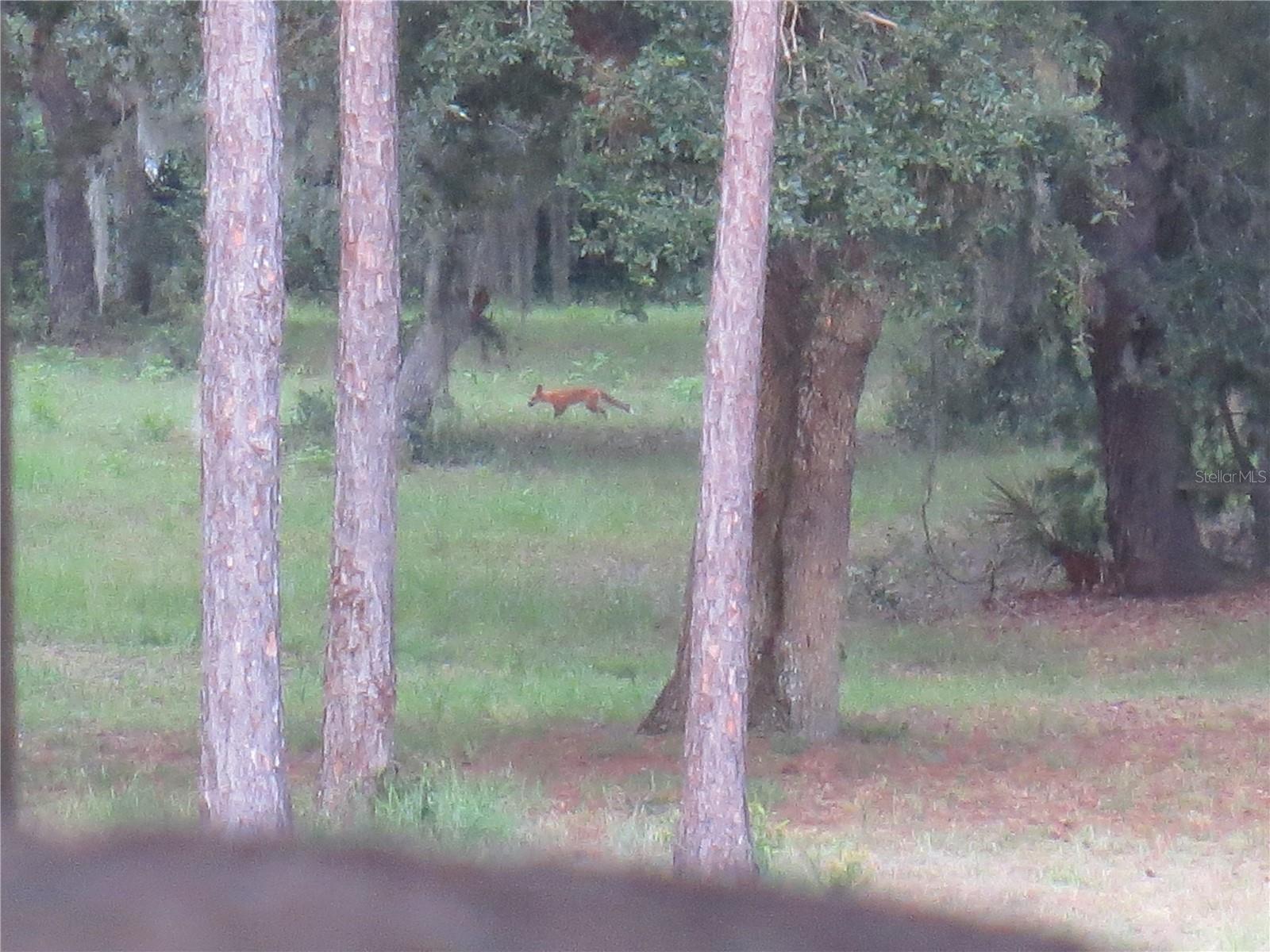 5995 SE 183RD AVENUE RD, OCKLAWAHA, FL, 32179