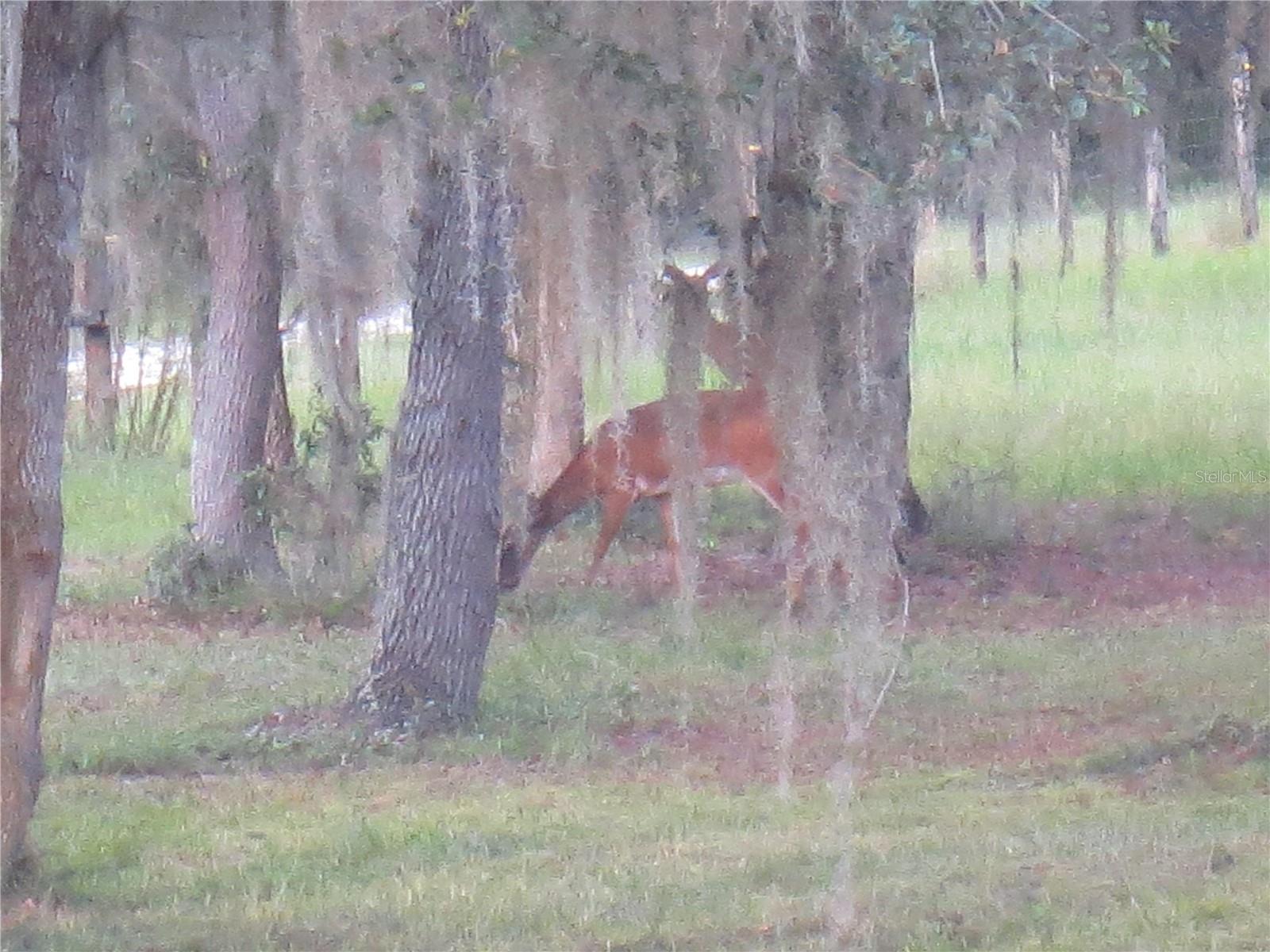5995 SE 183RD AVENUE RD, OCKLAWAHA, FL, 32179
