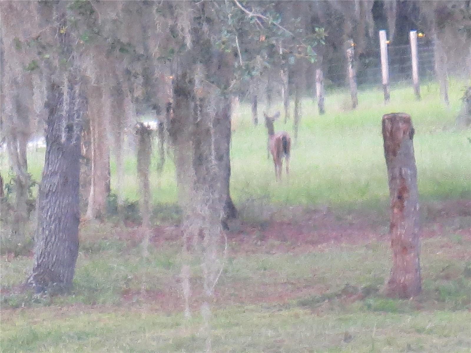 5995 SE 183RD AVENUE RD, OCKLAWAHA, FL, 32179