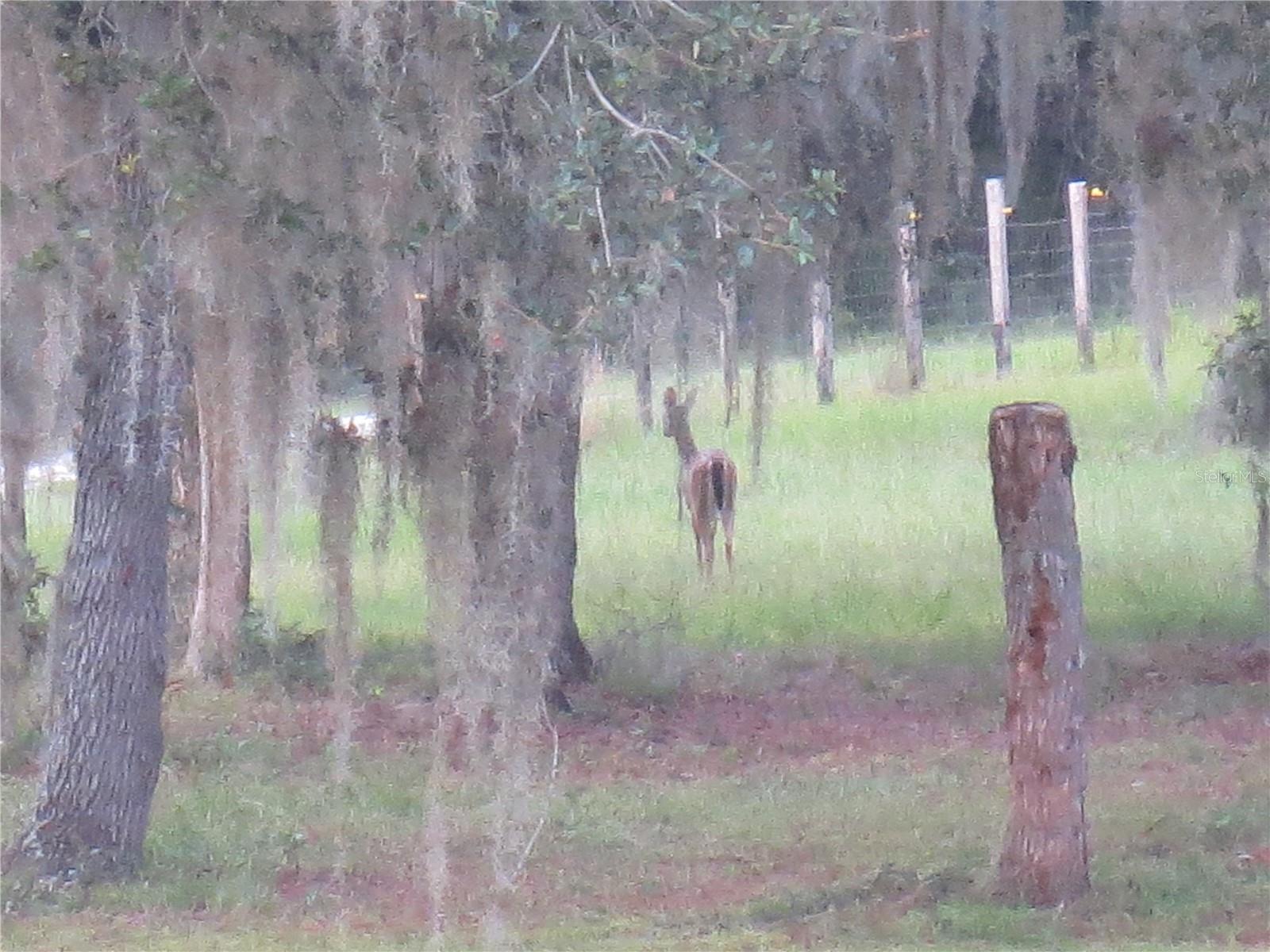 5995 SE 183RD AVENUE RD, OCKLAWAHA, FL, 32179