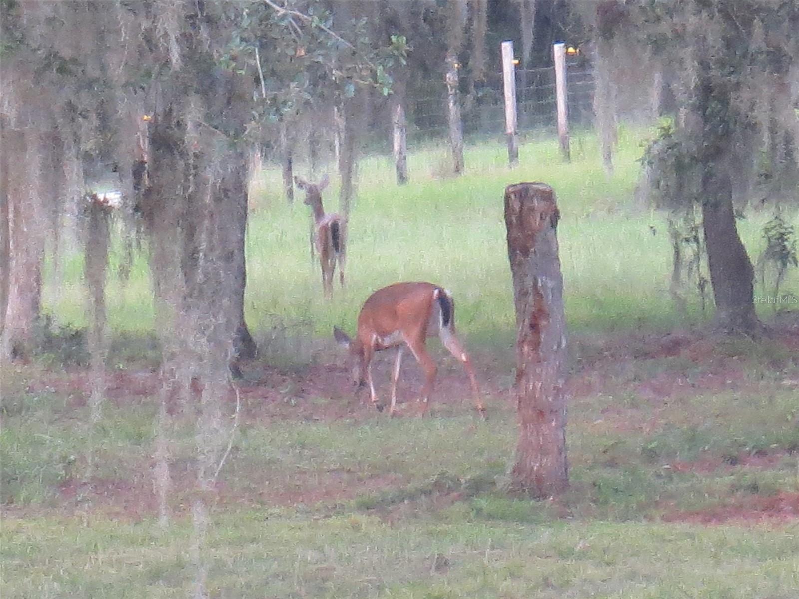 5995 SE 183RD AVENUE RD, OCKLAWAHA, FL, 32179