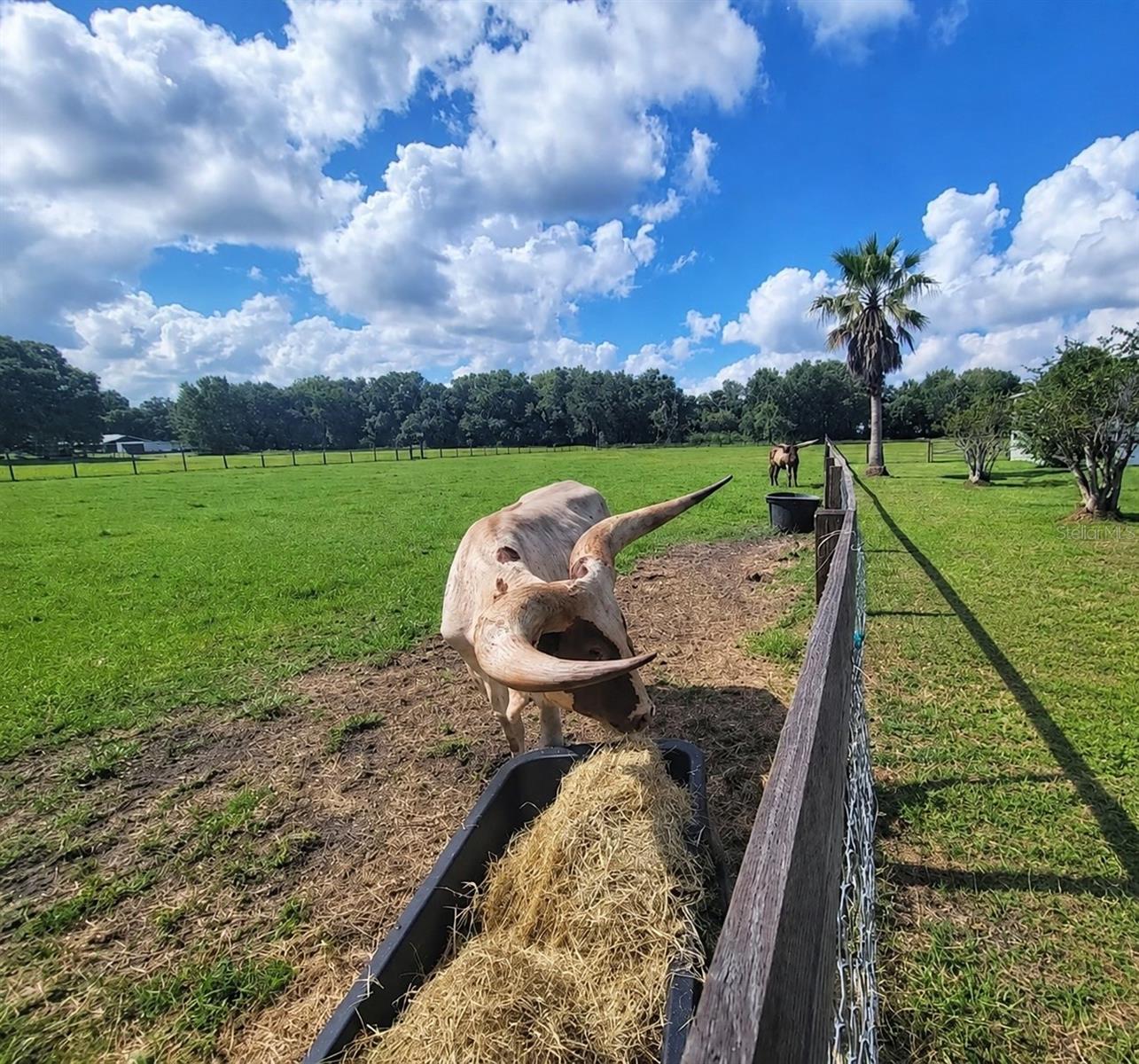 2101 LANIER RD, PLANT CITY, FL, 33565