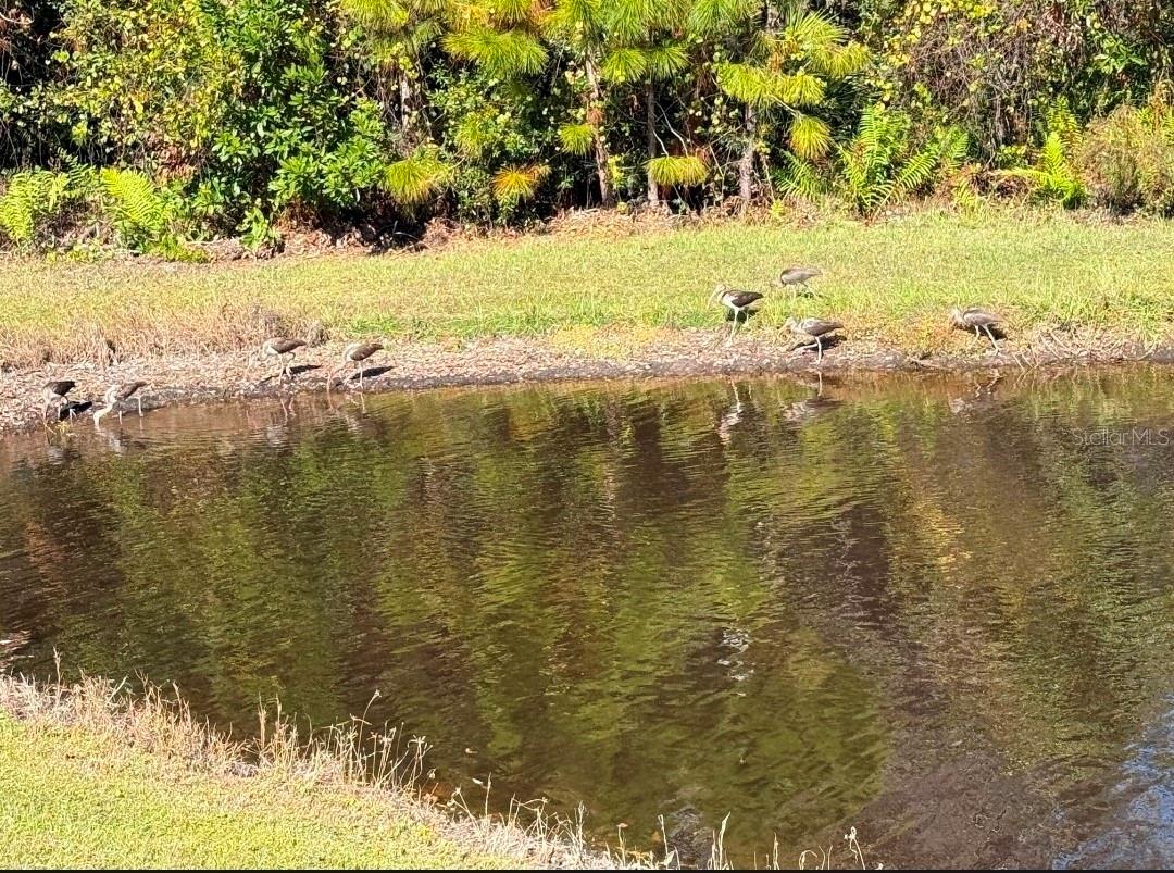 11040 BANYAN BREEZE BLVD, LAND O LAKES, FL, 34638