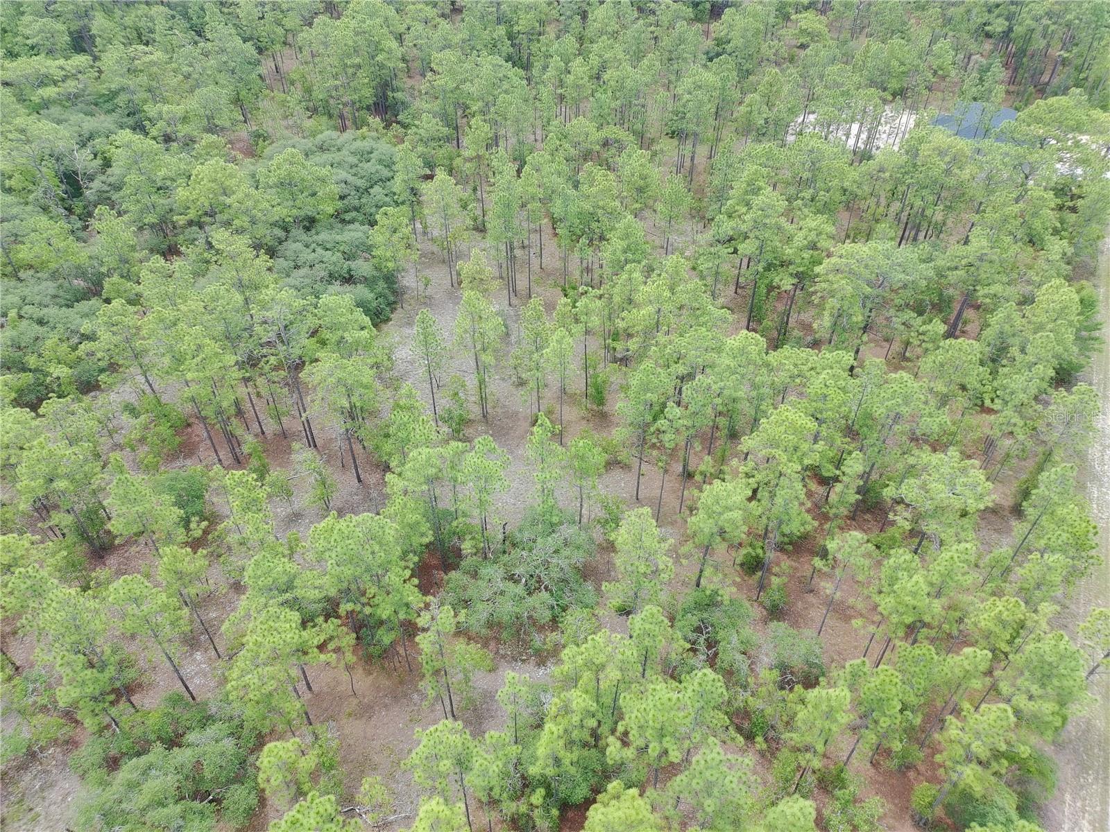 SW BUENA VISTA RD, DUNNELLON, FL, 34431