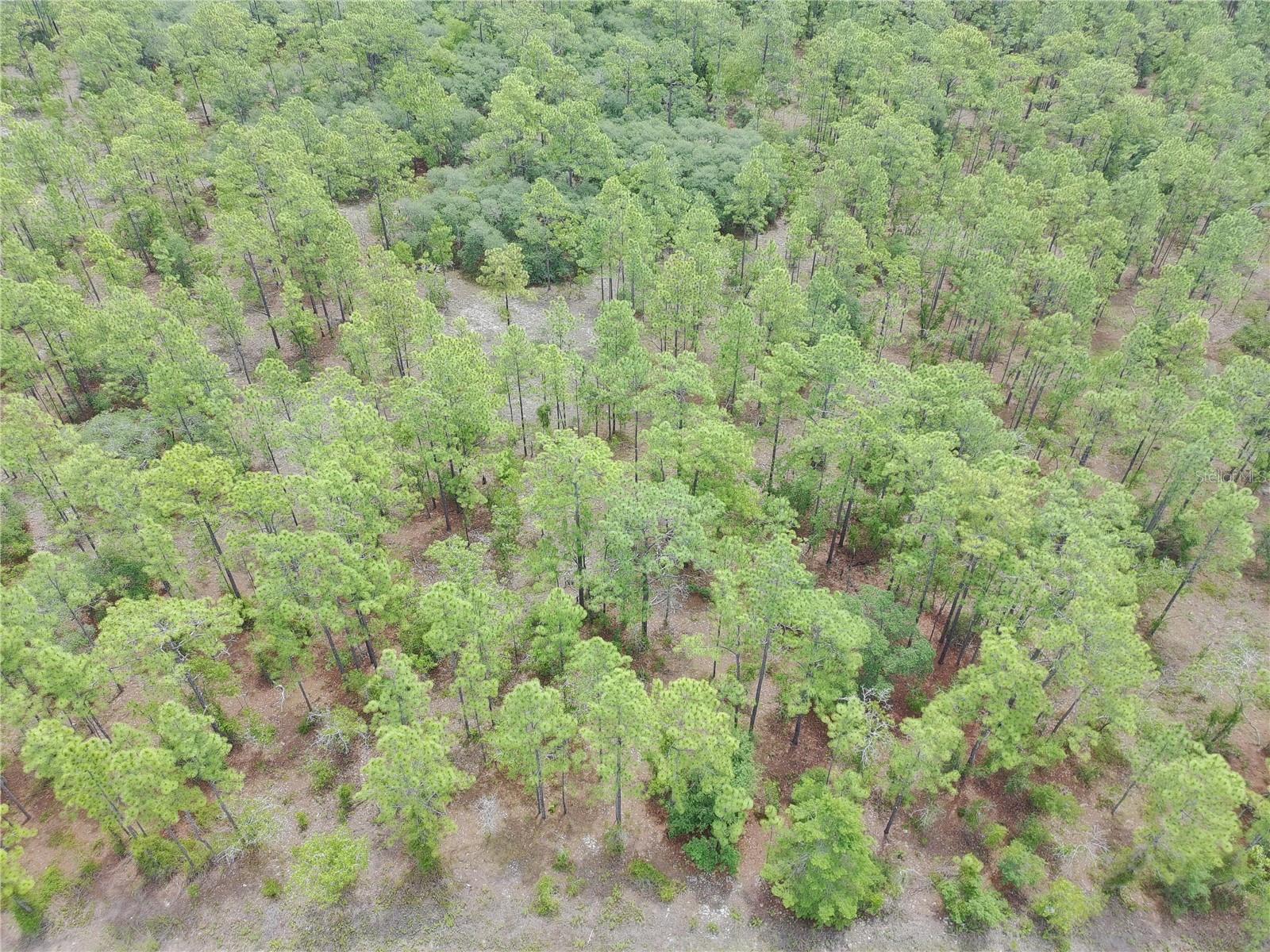 SW BUENA VISTA RD, DUNNELLON, FL, 34431