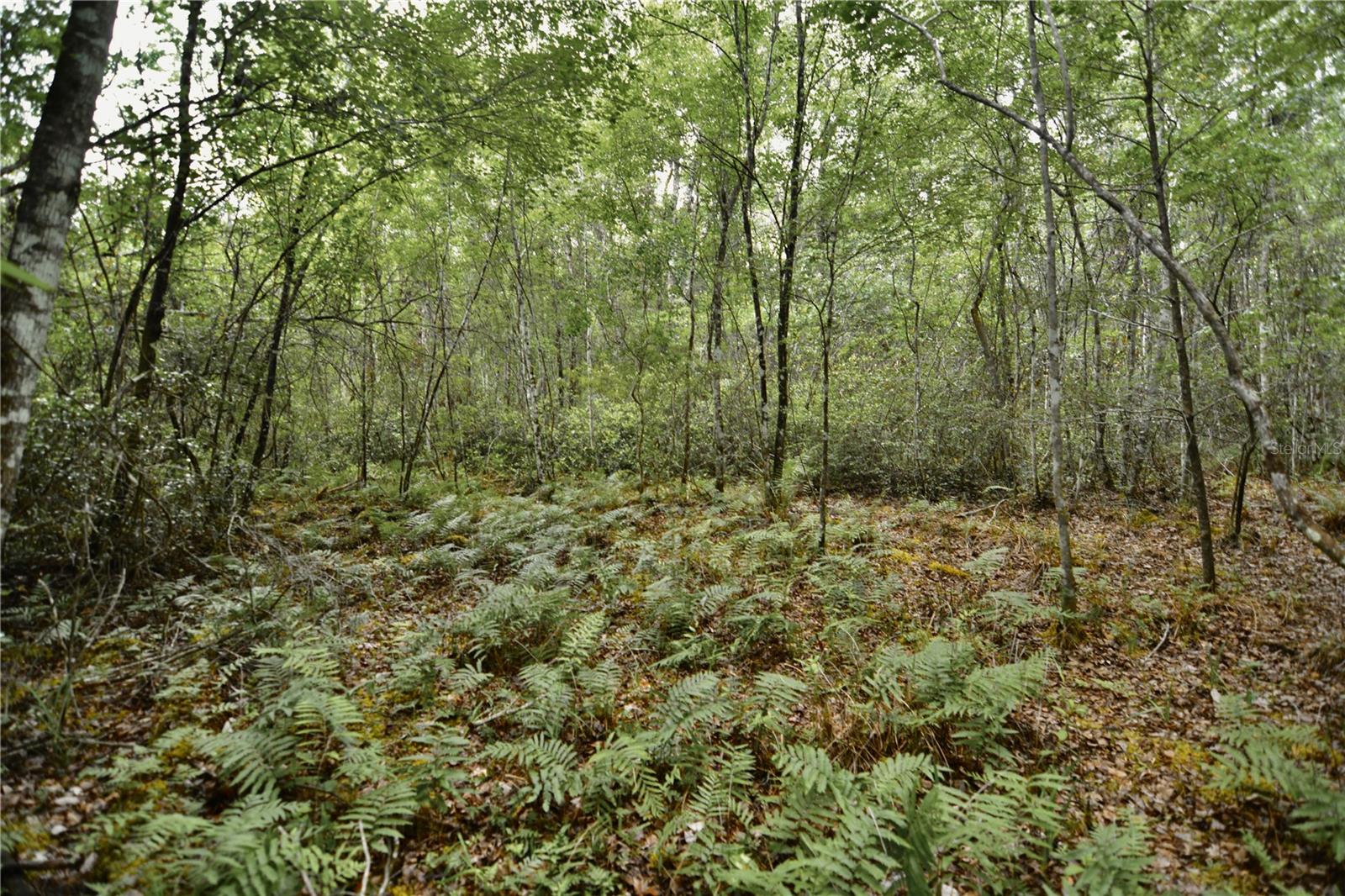 SWEET GUM RD, GLEN ST MARY, FL, 32040