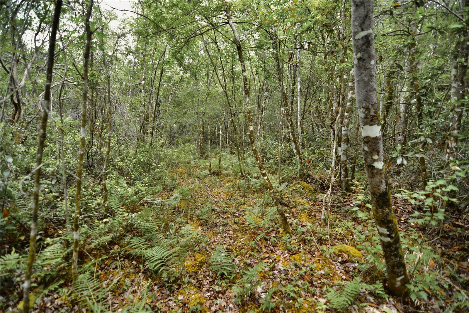 SWEET GUM RD, GLEN ST MARY, FL, 32040