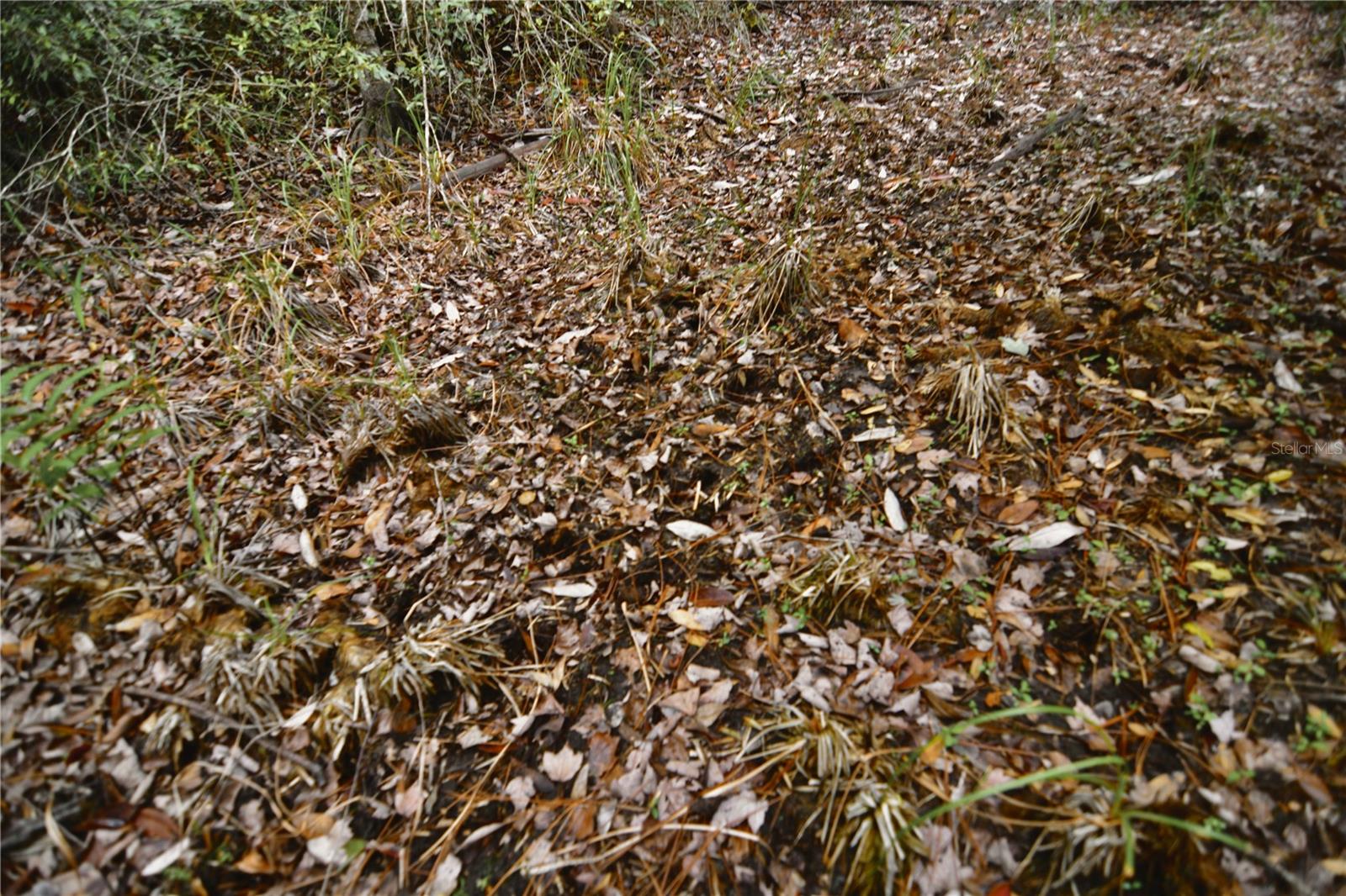 SWEET GUM RD, GLEN ST MARY, FL, 32040