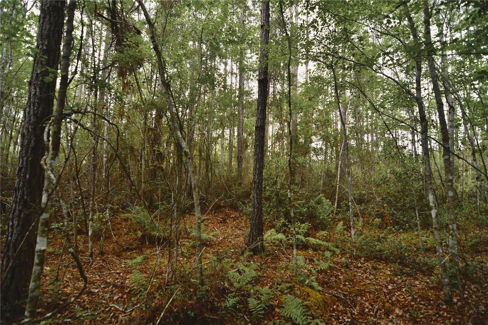 SWEET GUM RD, GLEN ST MARY, FL, 32040