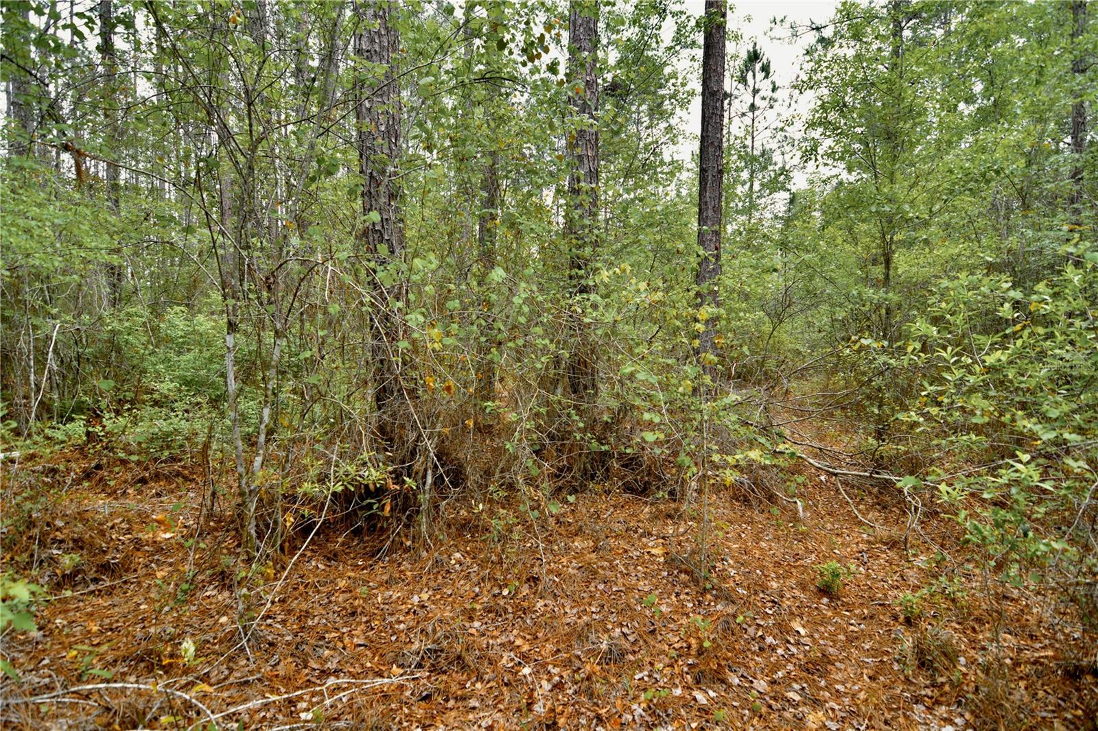 SWEET GUM RD, GLEN ST MARY, FL, 32040