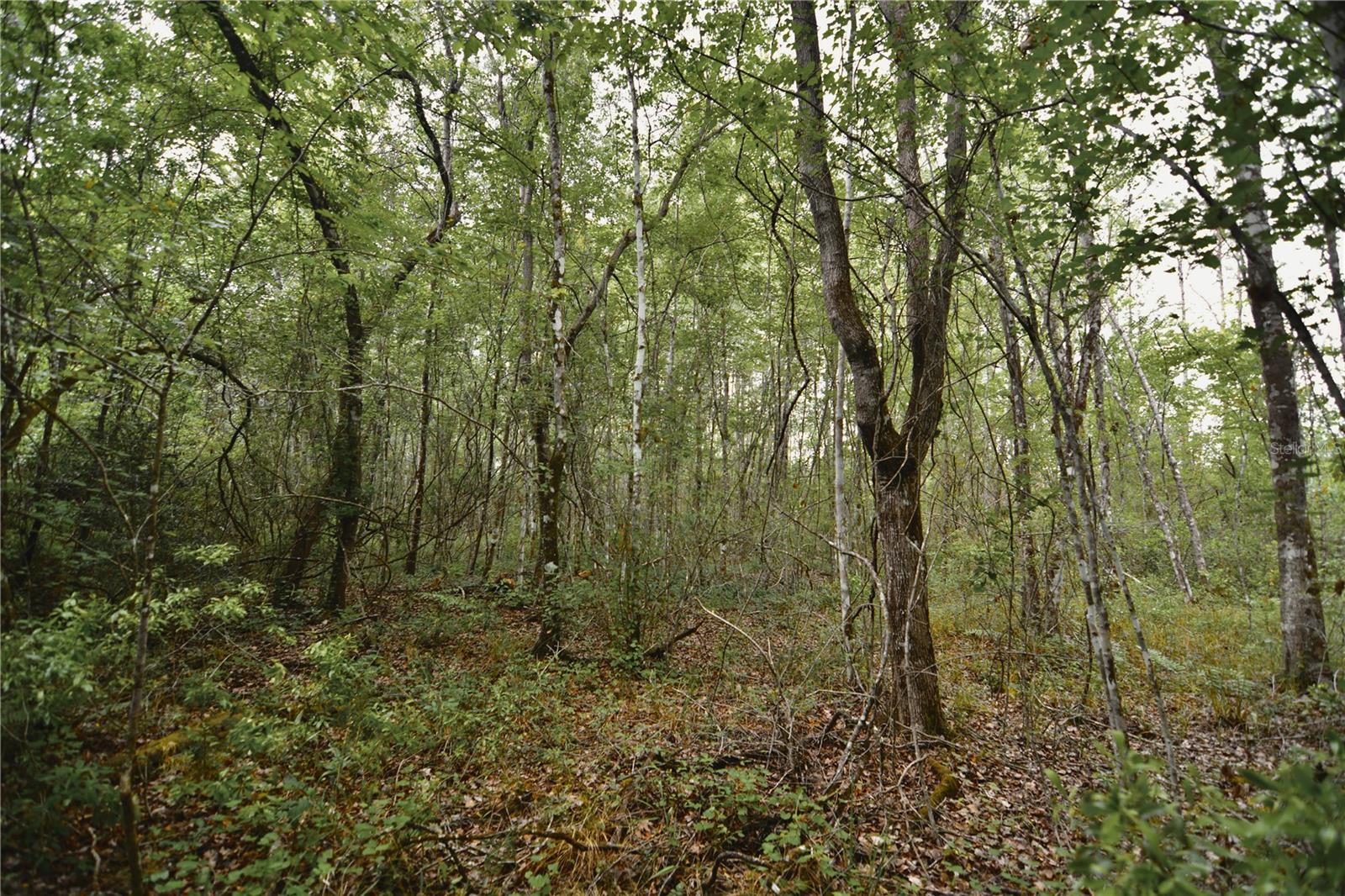 SWEET GUM RD, GLEN ST MARY, FL, 32040