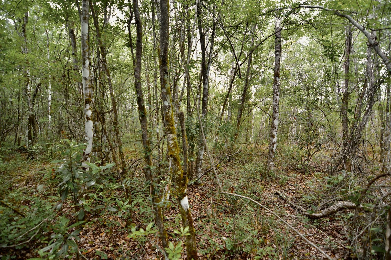 SWEET GUM RD, GLEN ST MARY, FL, 32040