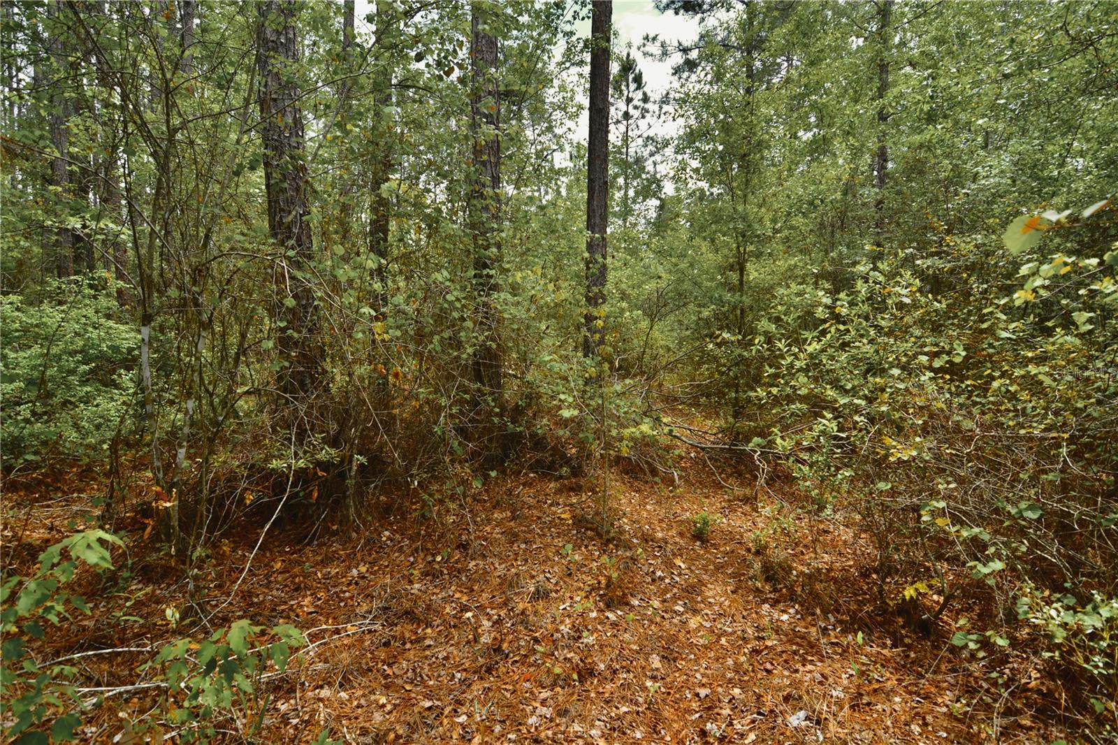 SWEET GUM RD, GLEN ST MARY, FL, 32040