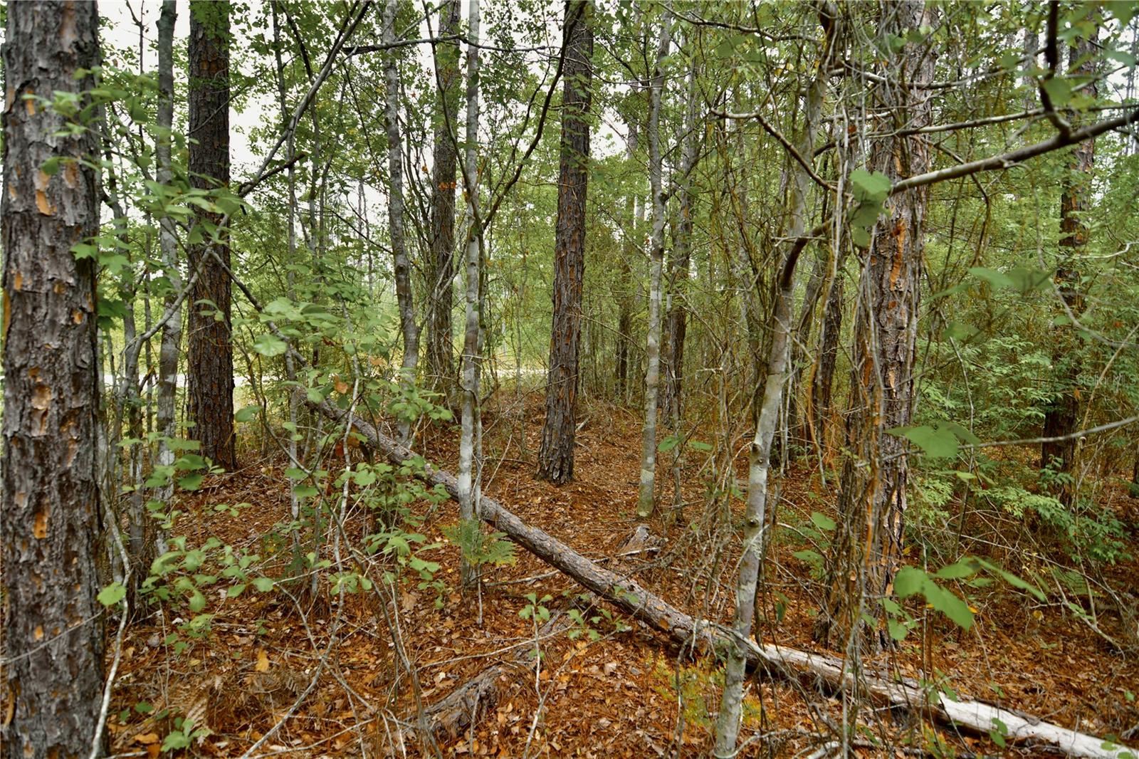 SWEET GUM RD, GLEN ST MARY, FL, 32040