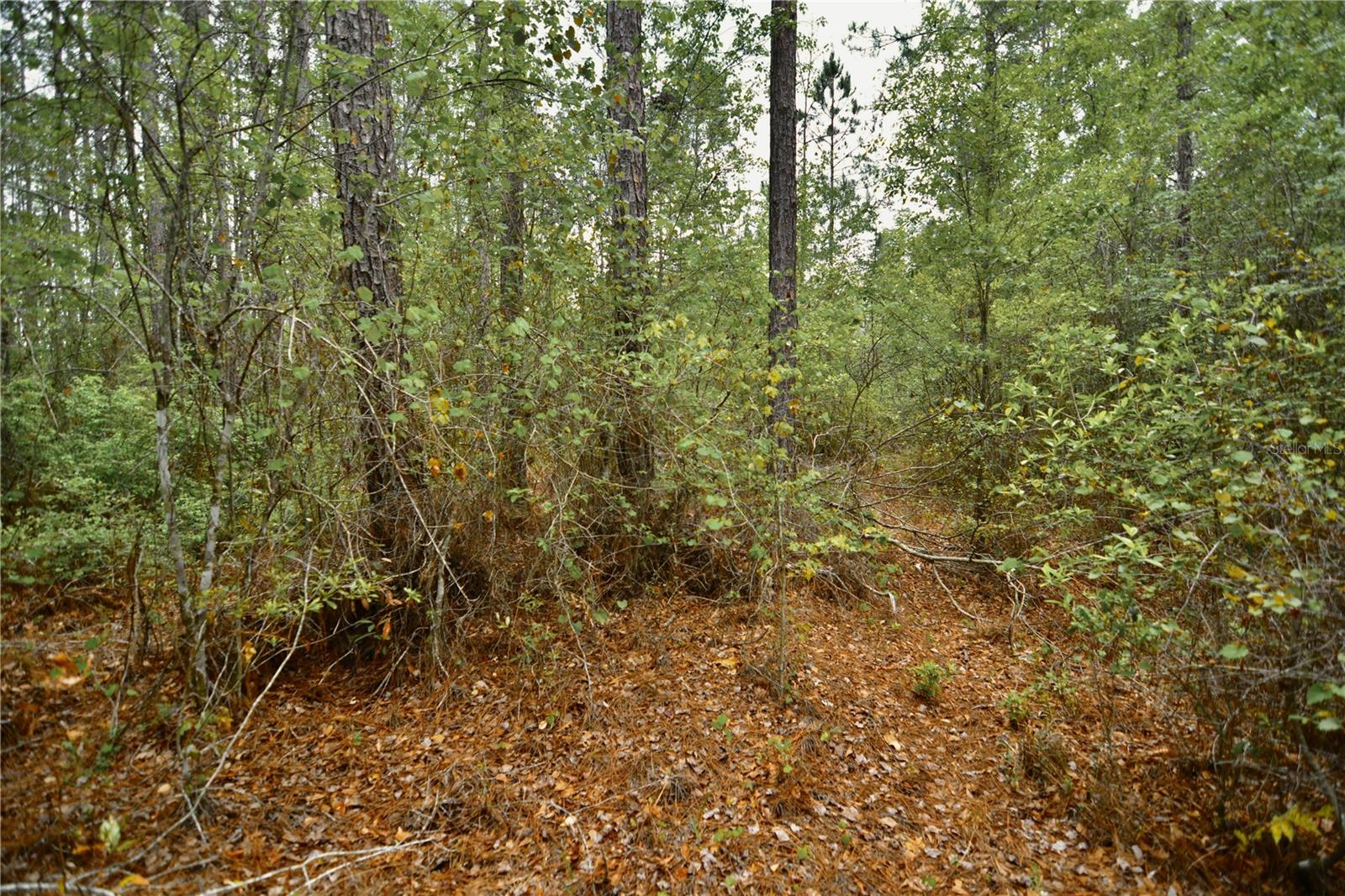 SWEET GUM RD, GLEN ST MARY, FL, 32040